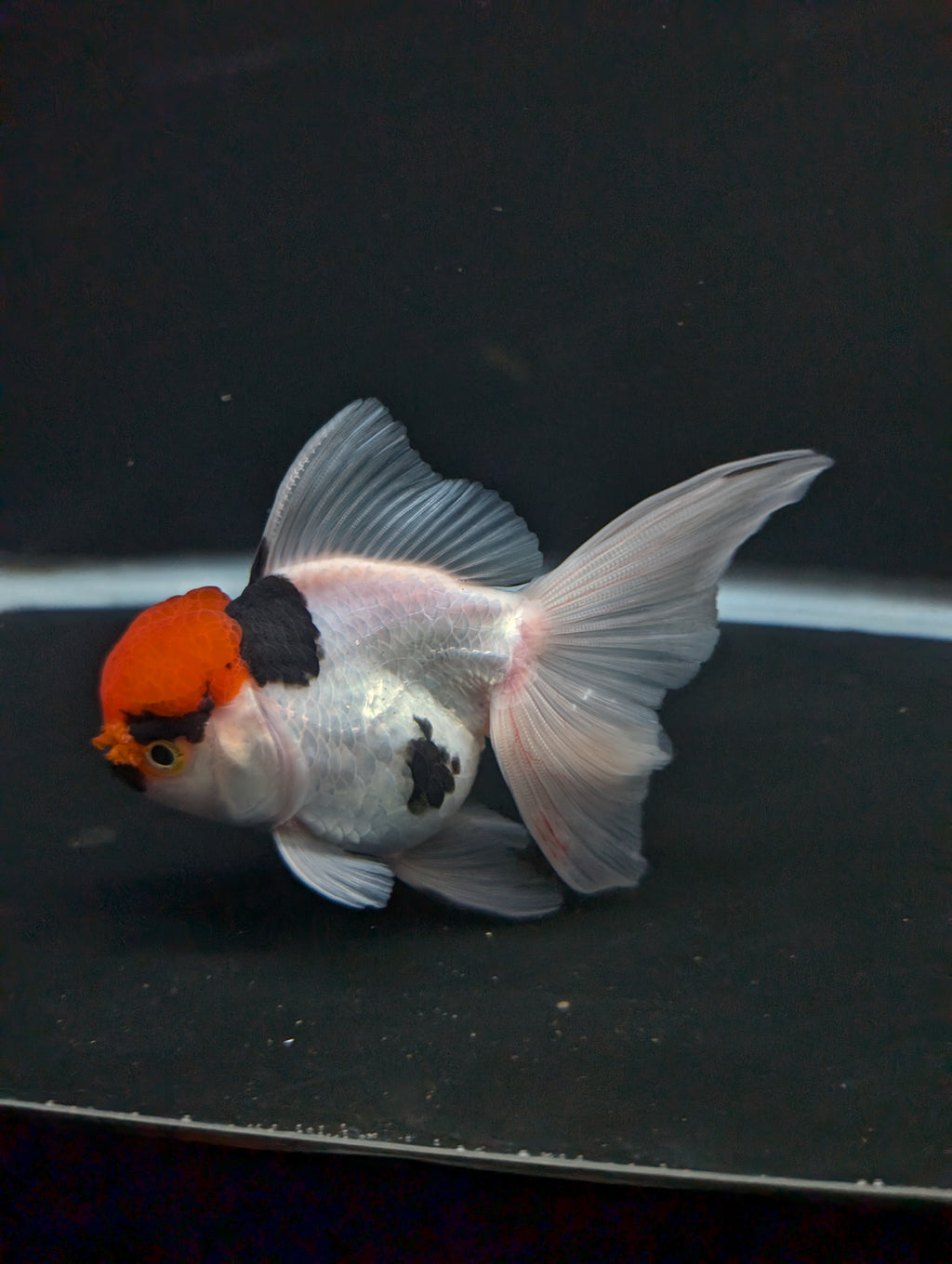 Thai Oranda Tricolor 4"-4.5"in.  ID#1016T1A-006