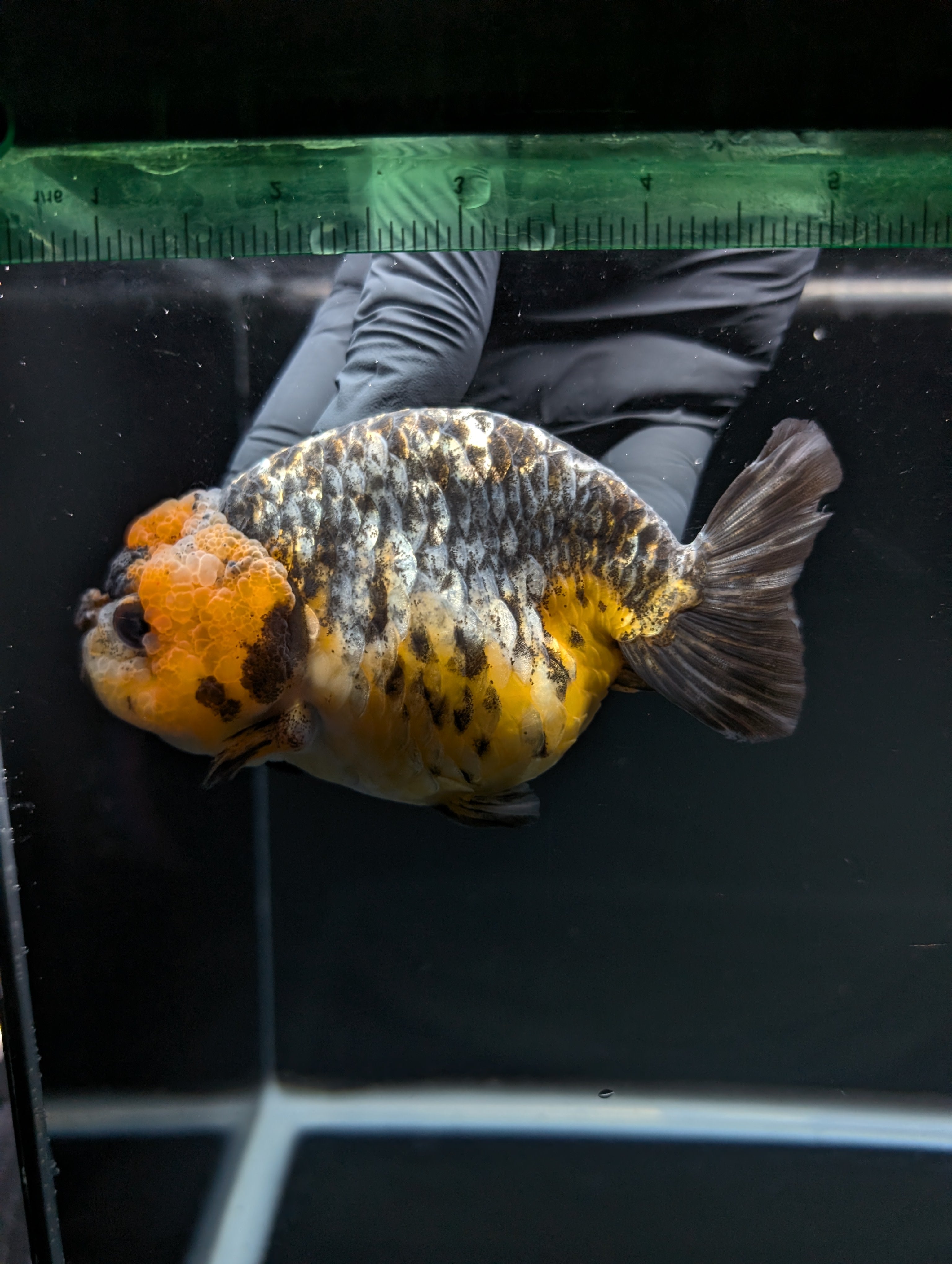 Jumbo Ranchu Kirin Calico 4.5"-5" in. ID#828R8A-051