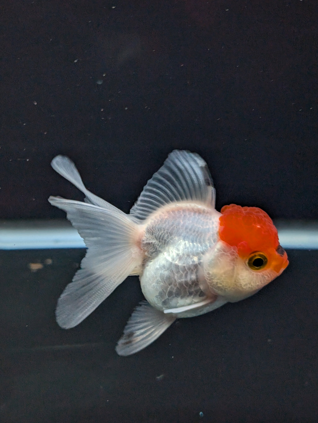 Juvenile Oranda Tricolor 3.5"-4" in.  ID#501T2A-001