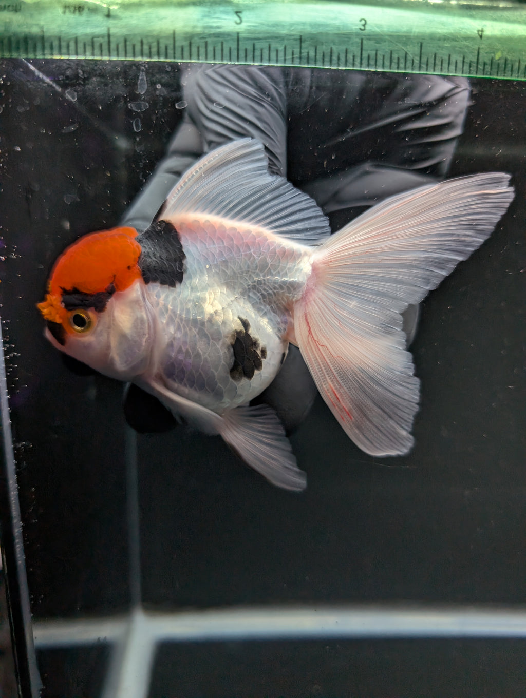 Thai Oranda Tricolor 4"-4.5"in.  ID#1016T1A-006
