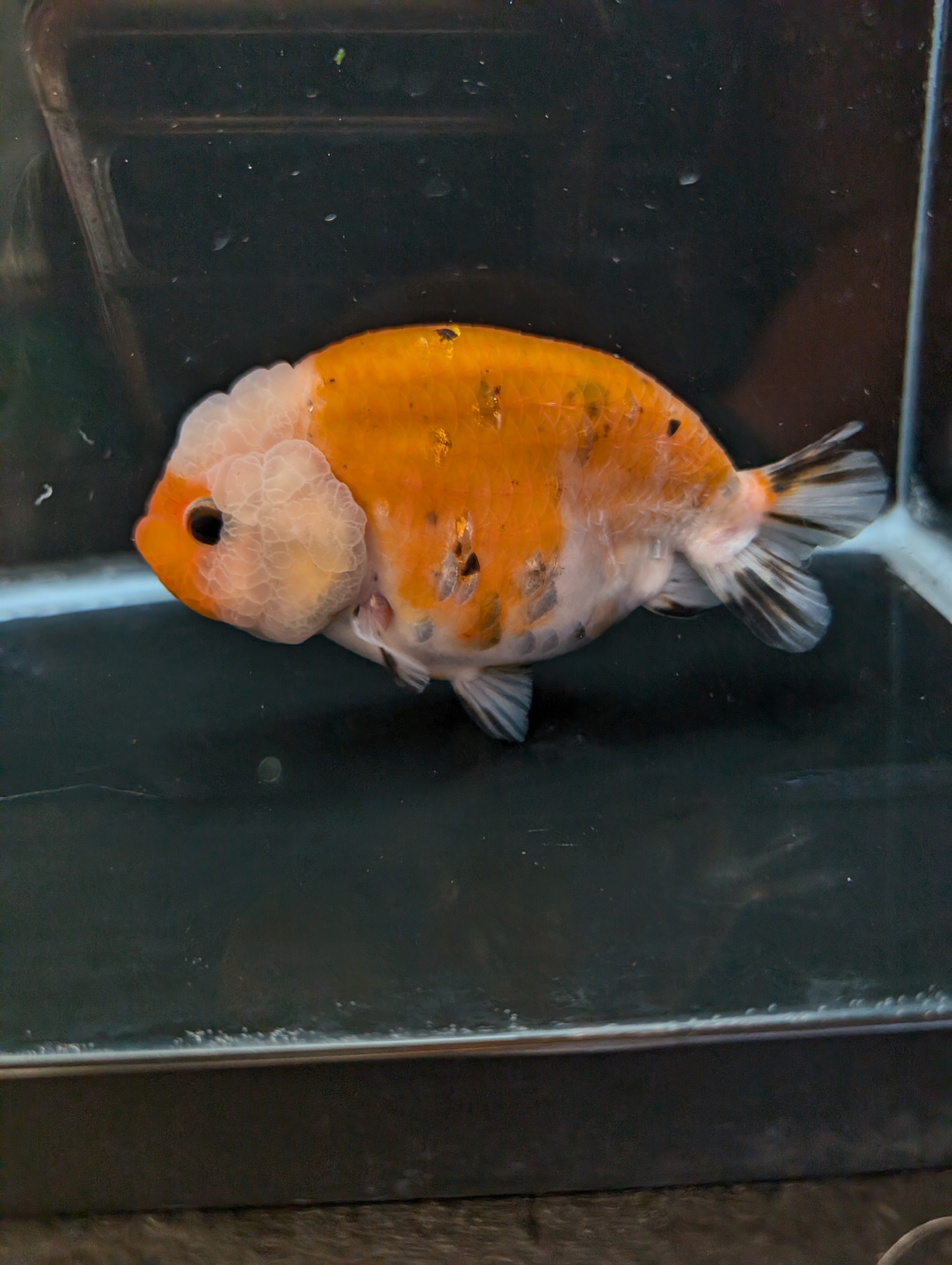Jumbo Ranchu Sakura Calico 4.5"-5" in. ID#814R8A-022