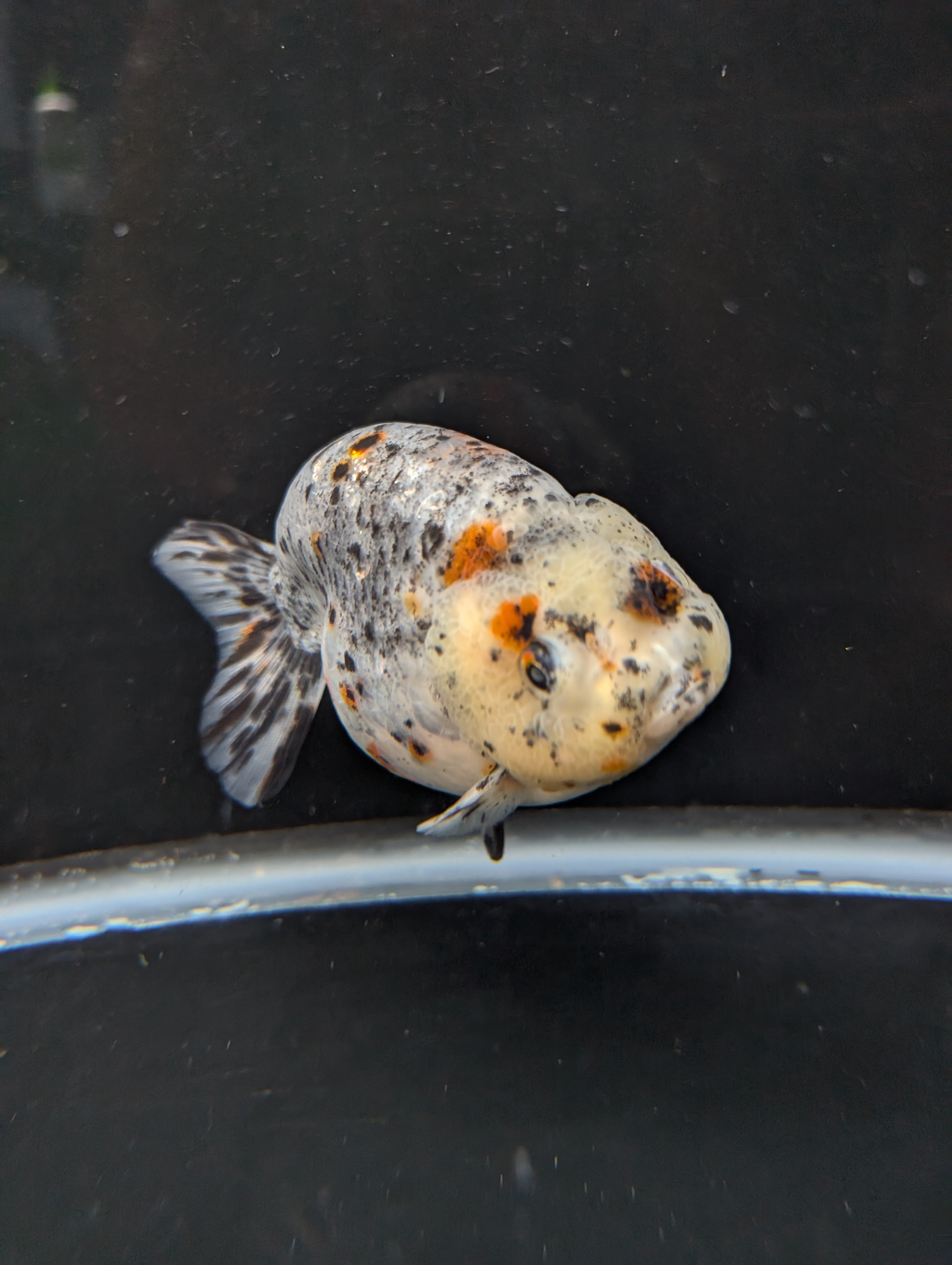 Jumbo Ranchu Kirin Calico 4.5"-5" in. ID#814R8A-025 Please See Notes.