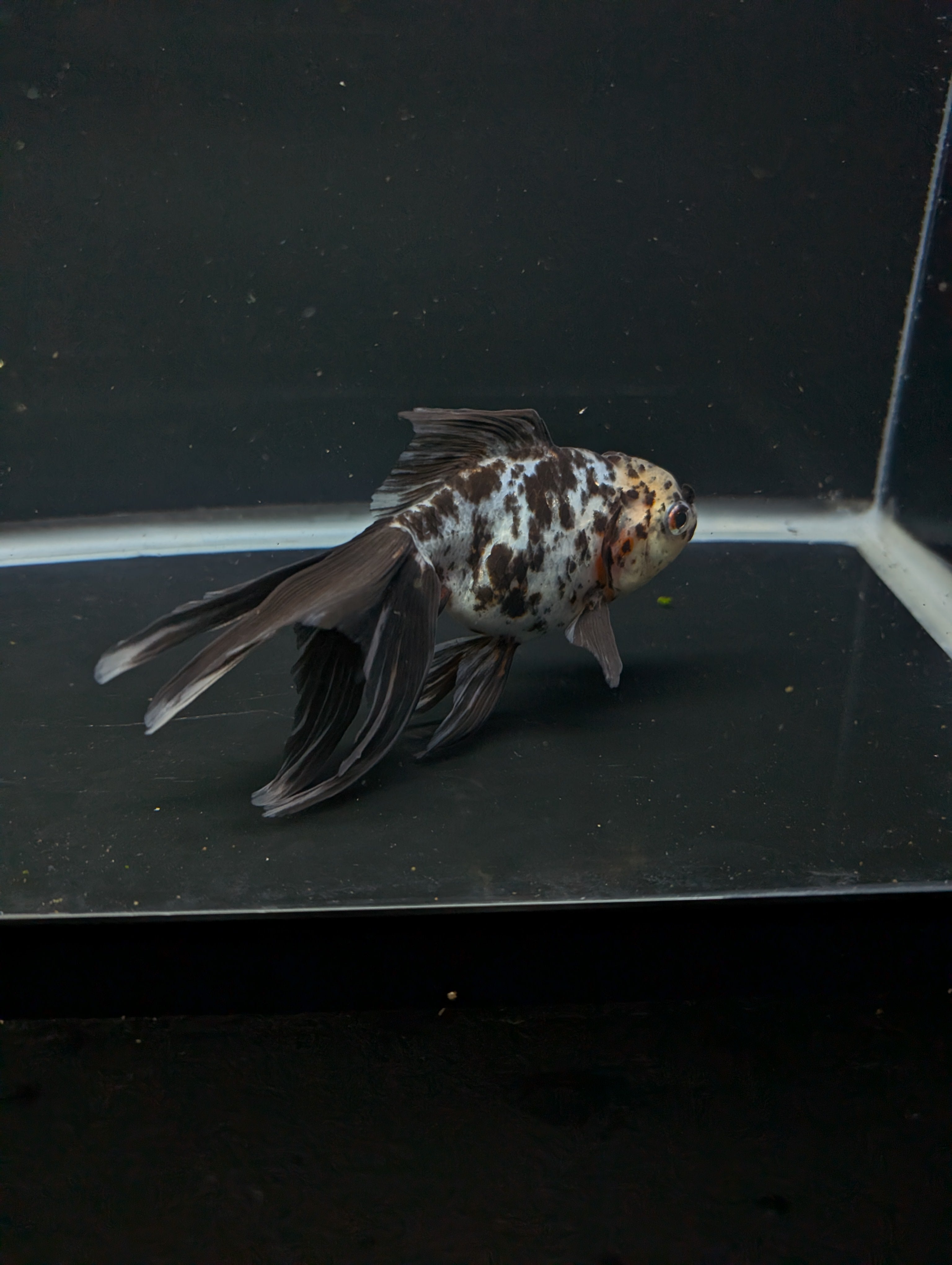 Calico Oranda 5"in. ID#821LB2A-62