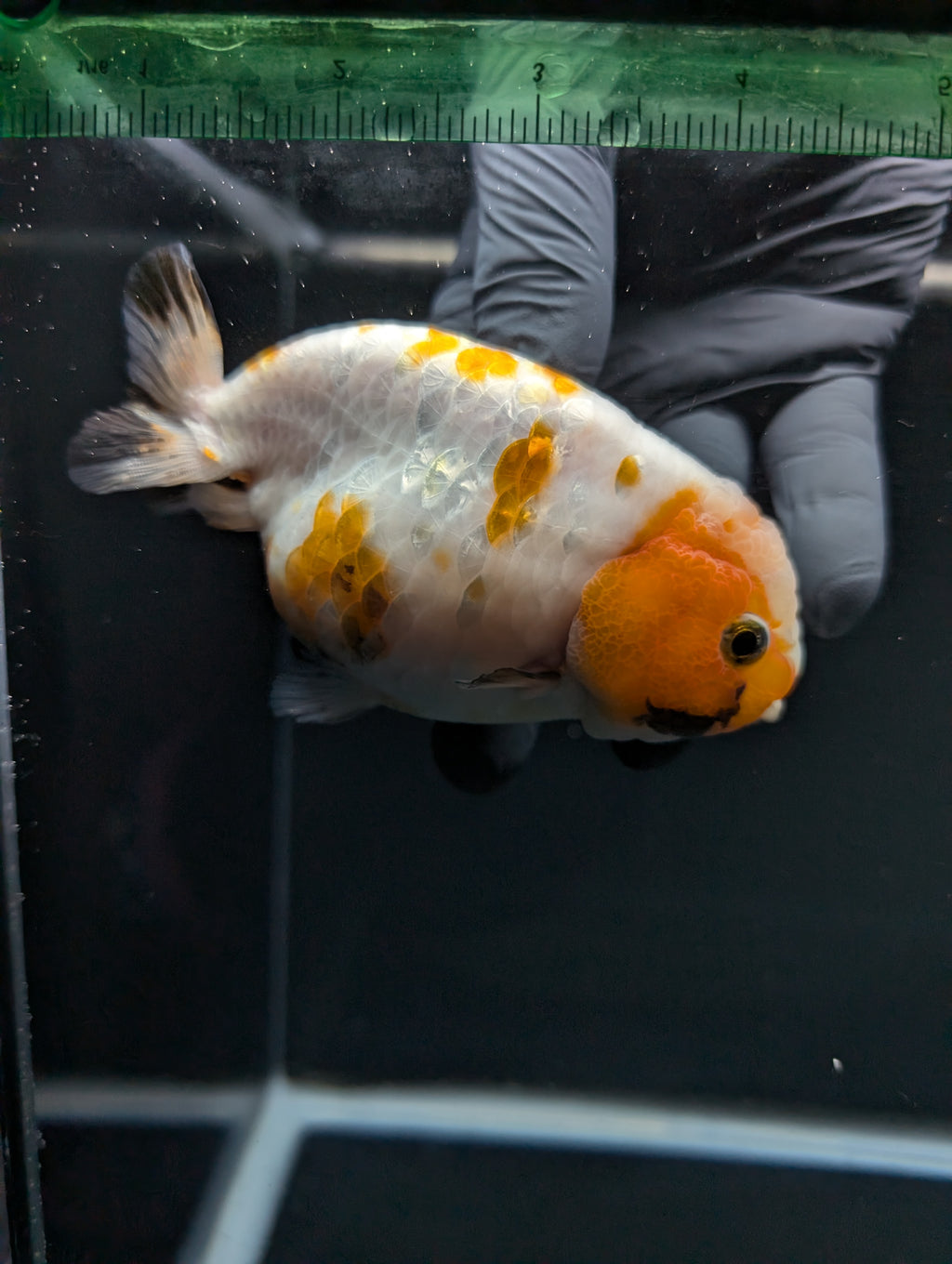 Jumbo Ranchu Sakura Calico 4.5"-5" in. ID#828R8A-052