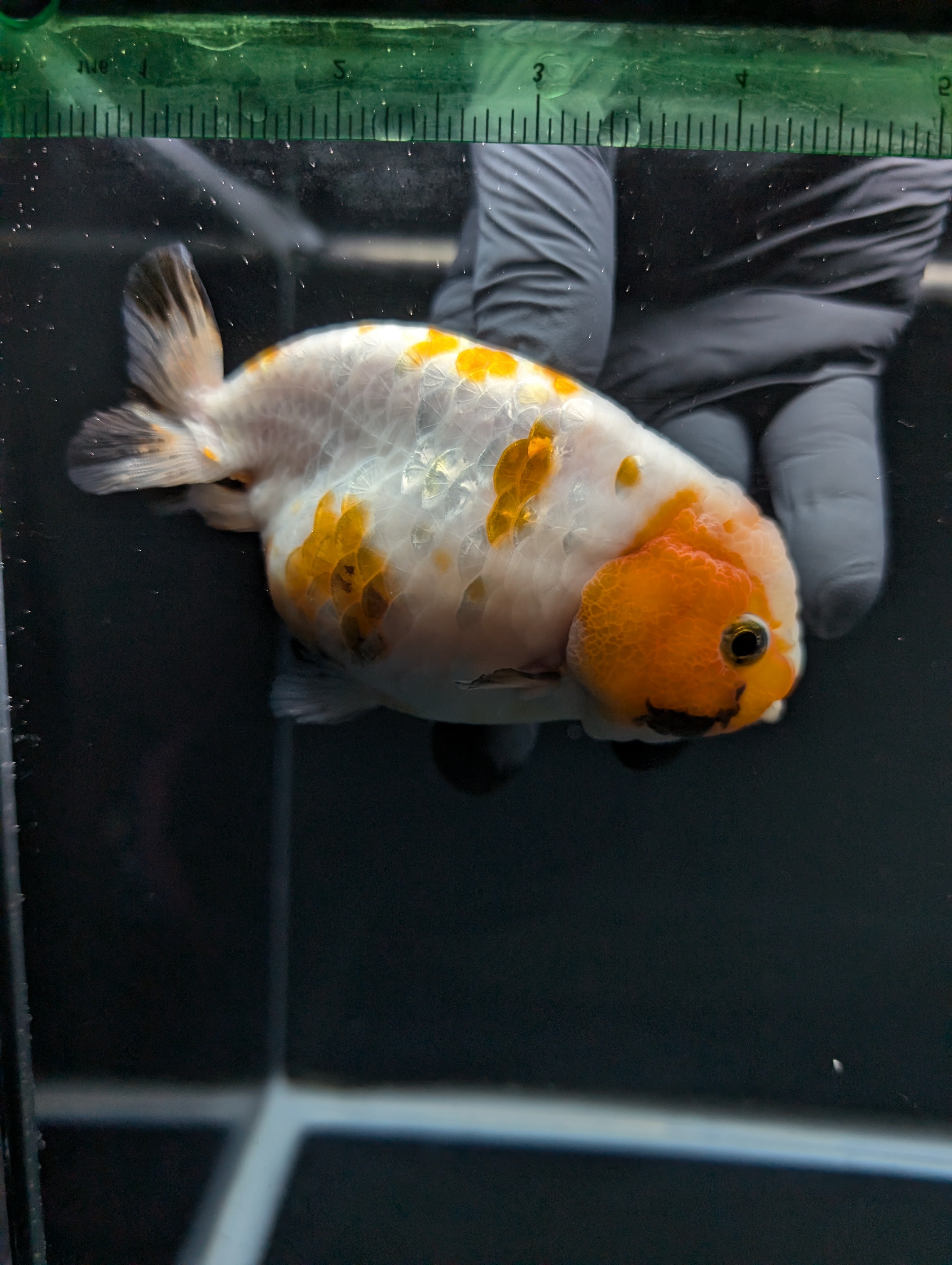 Jumbo Ranchu Sakura Calico 4.5"-5" in. ID#828R8A-052