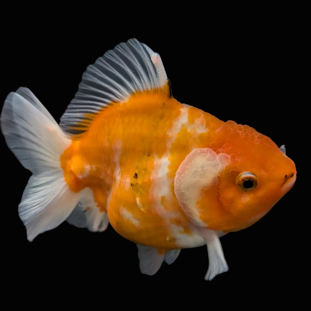 Jumbo Oranda Yuan Bao Sakura   4"-4.5"in. ID#807SB13A-002