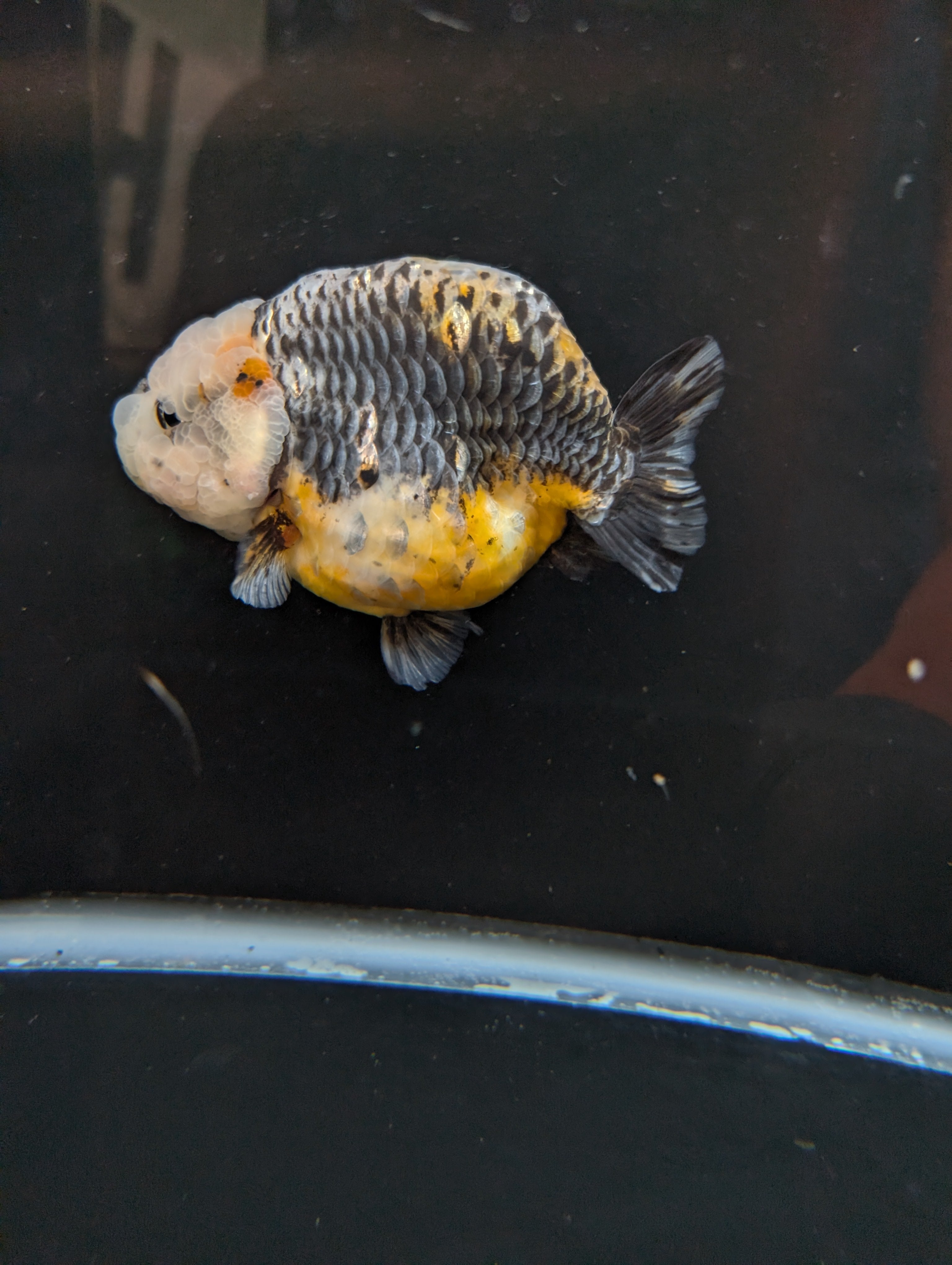 Jumbo Ranchu Kirin Calico 4.5"-5" in. ID#814R8A-023