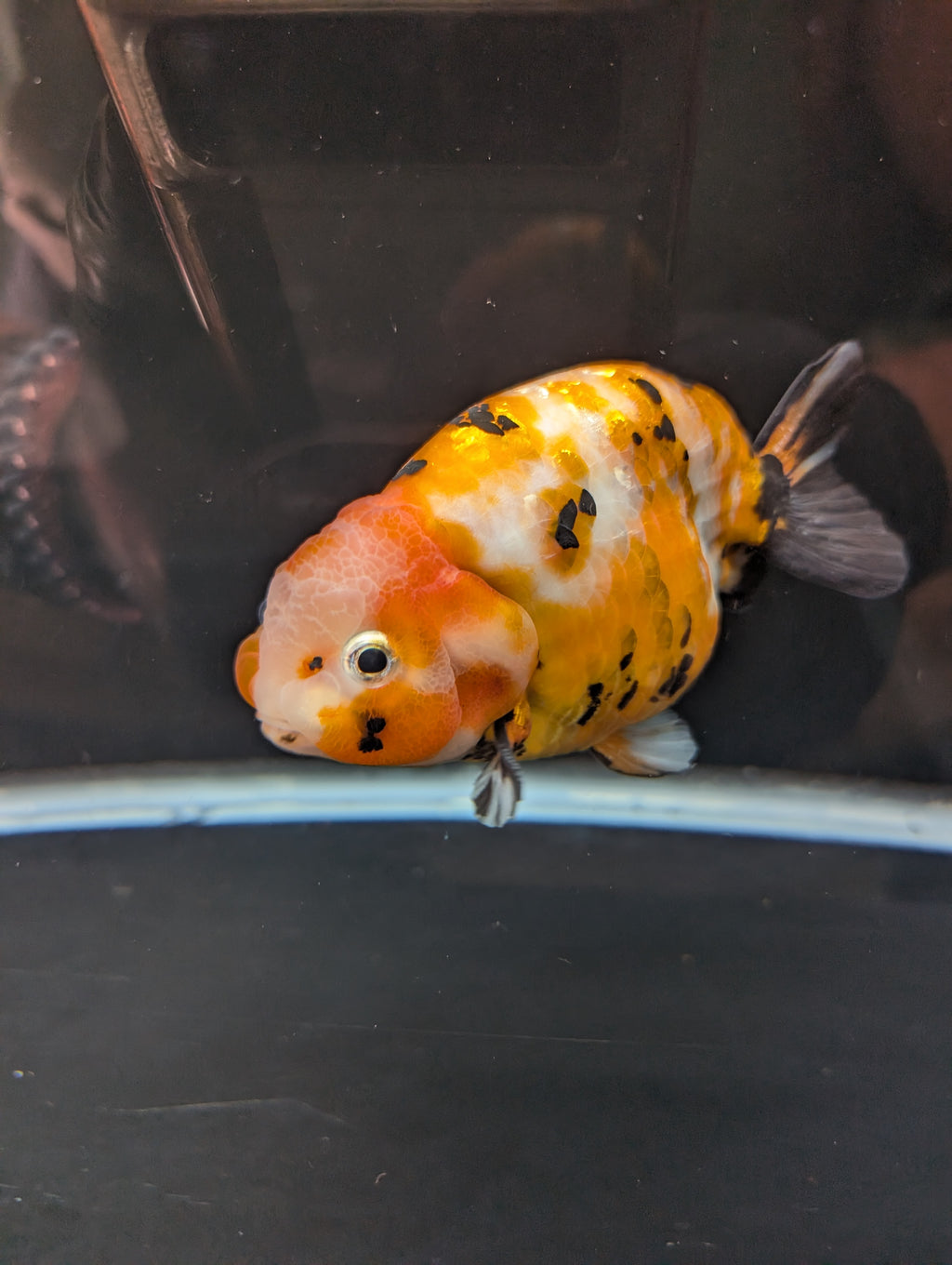 Jumbo Ranchu Calico 4.5"-5" in. ID#821R8A-032
