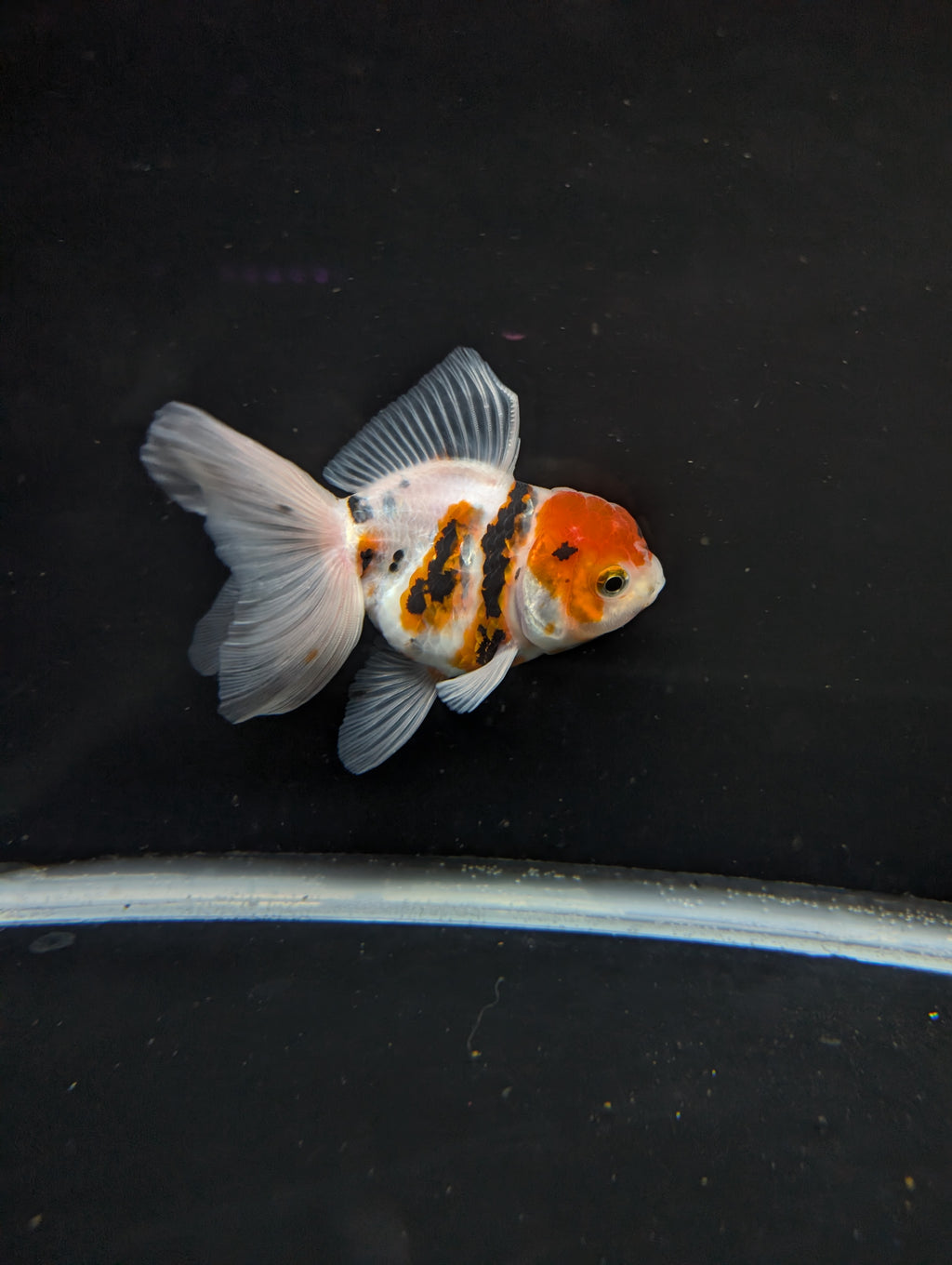 Thai Oranda White Tiger Calico 4"-4.5"in.  ID#1016T1A-002
