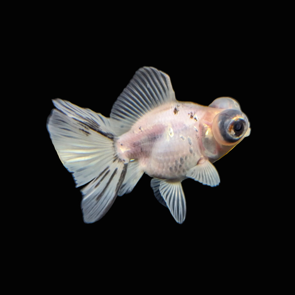 Telescope Butterfly Calico 3.5"-4" in. ID#522B6B-007
