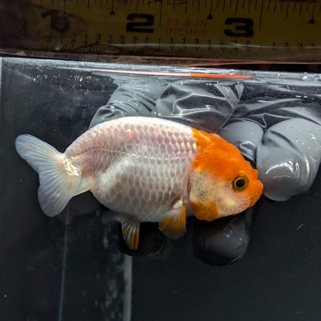 Baby Ranchu Red White 2.5"-3" in. ID#515R4A-010