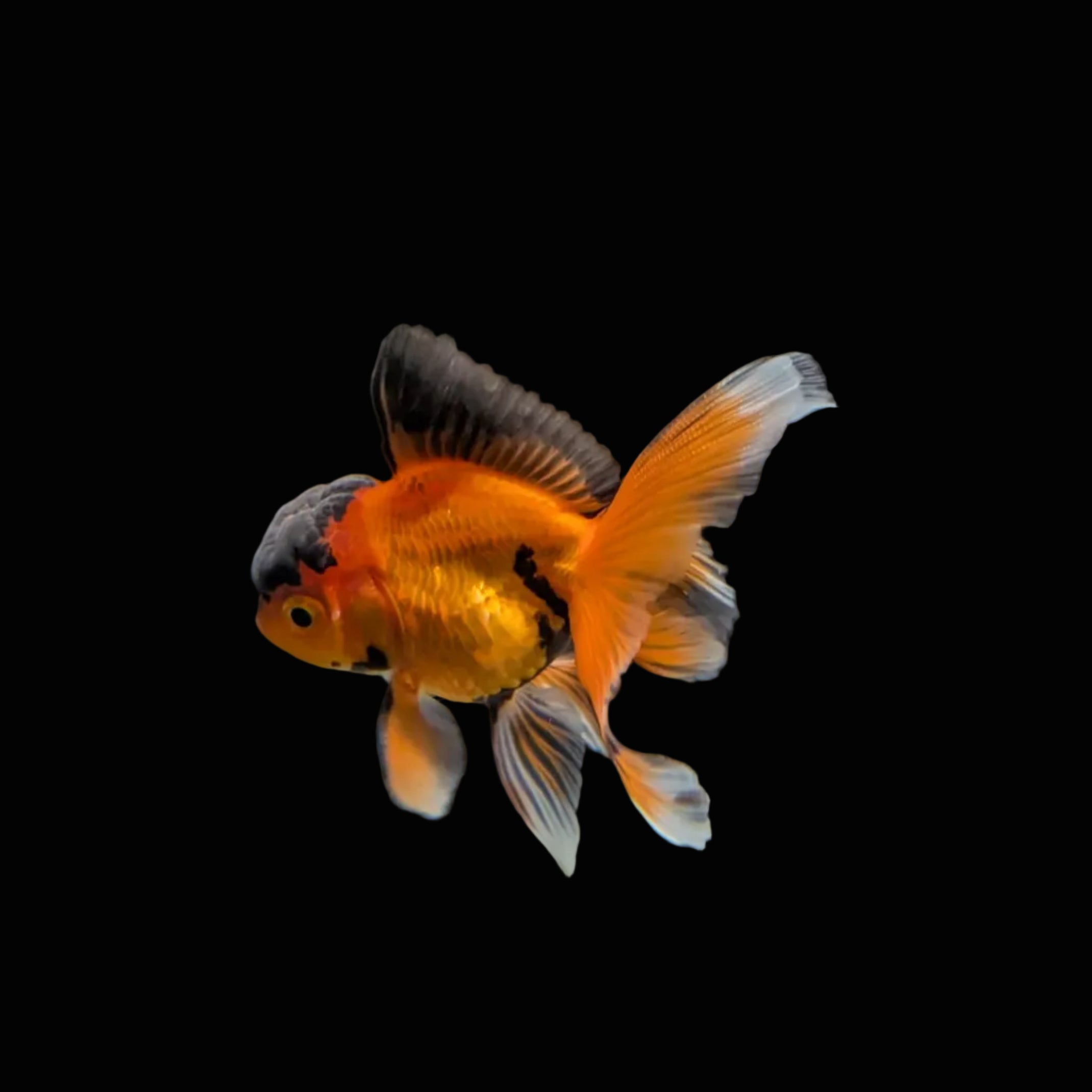 Juvenile Oranda Tricolor 3.5"-4" in.  ID#320T13b-016