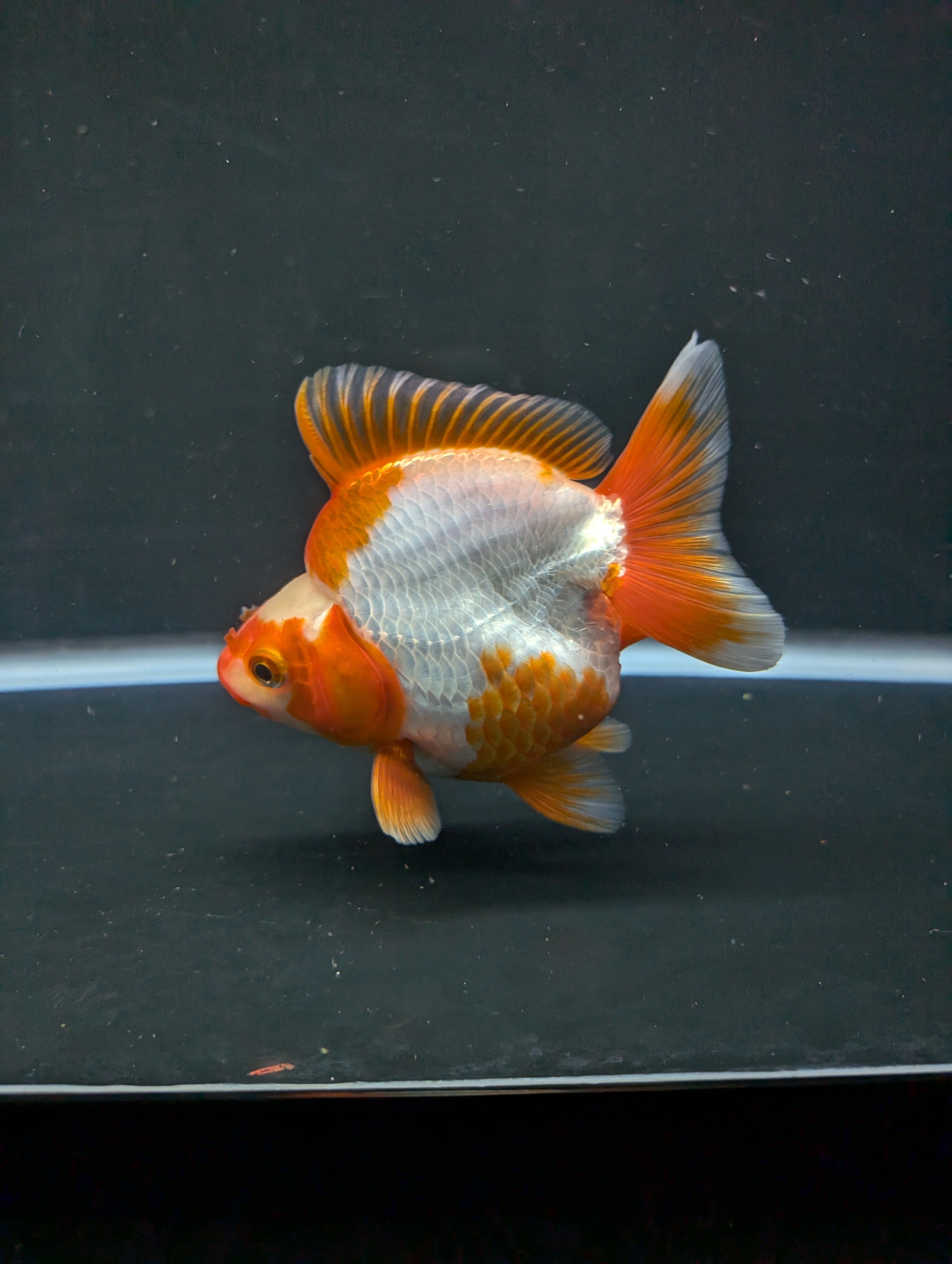 Jumbo Ryukin Short Tail Red White 4.5" in. ID#828STR5B-003