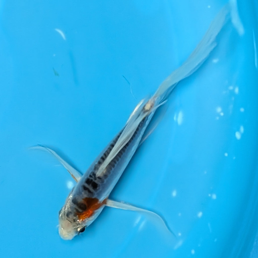 Shusui Butterfly Koi  5"-6" in. ID#727BFK-006