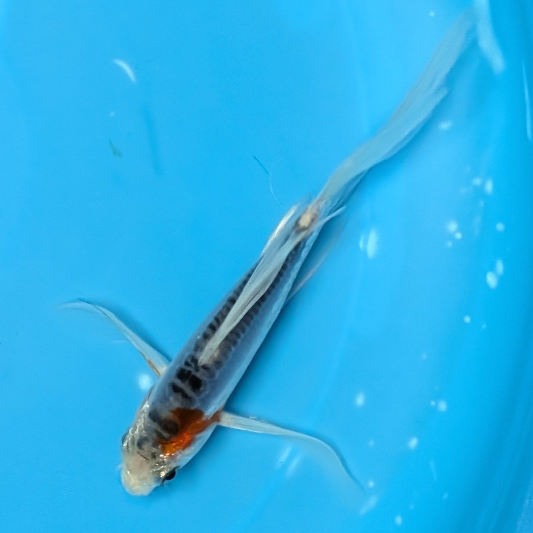 Shusui Butterfly Koi  5"-6" in. ID#727BFK-006