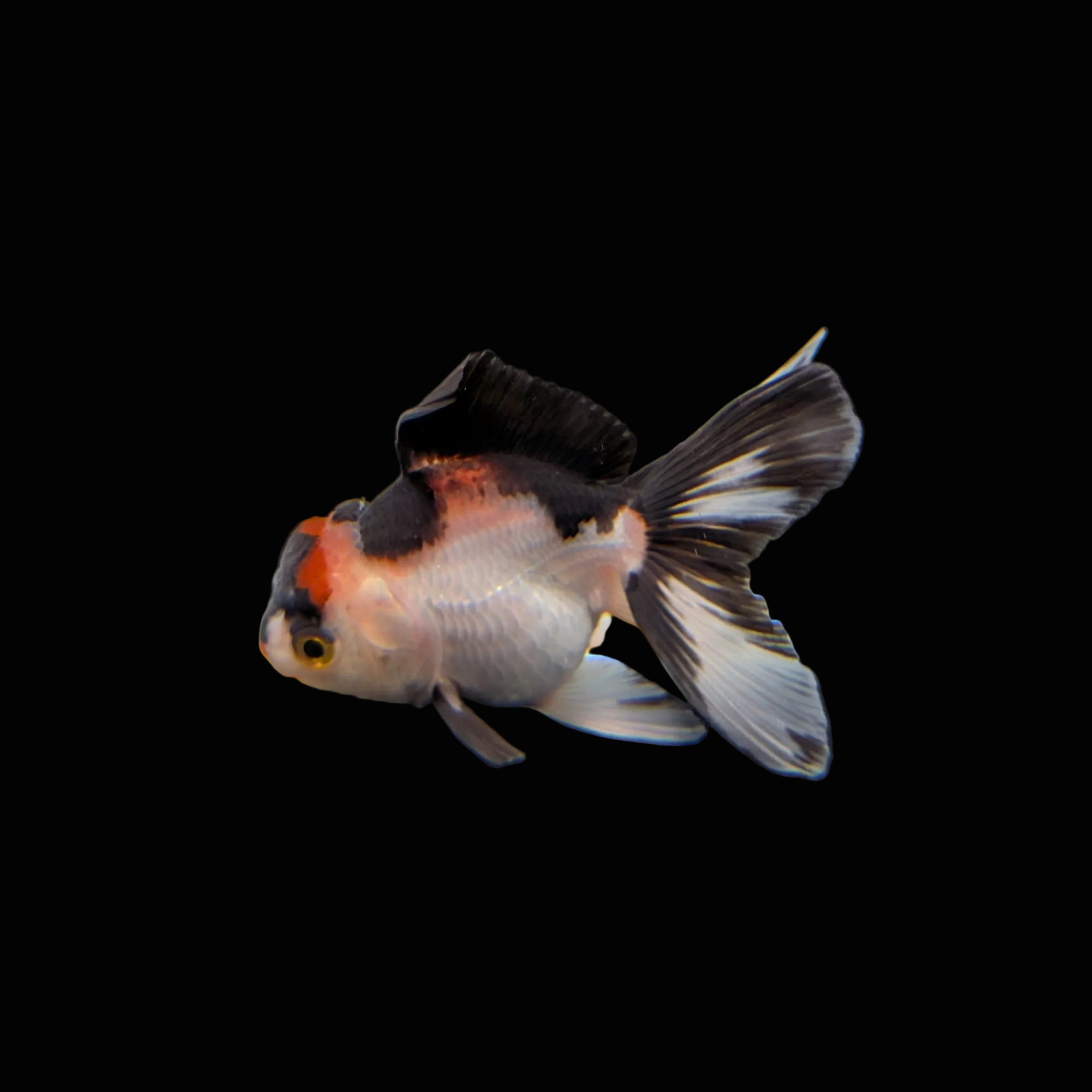 Juvenile Oranda Tricolor 3.5"-4" in.  ID#320T13b-017