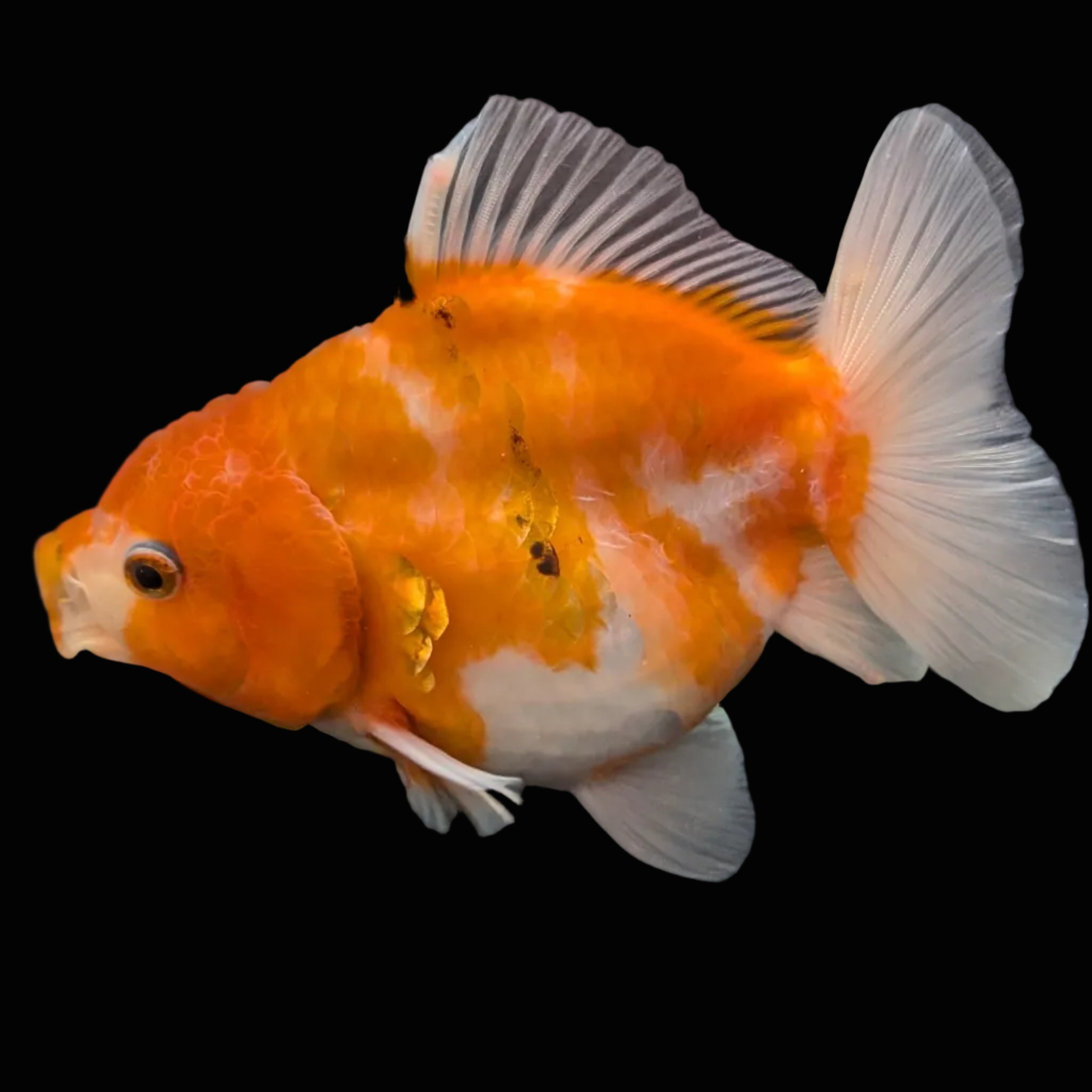 Jumbo Oranda Yuan Bao Sakura   4"-4.5"in. ID#807SB13A-002