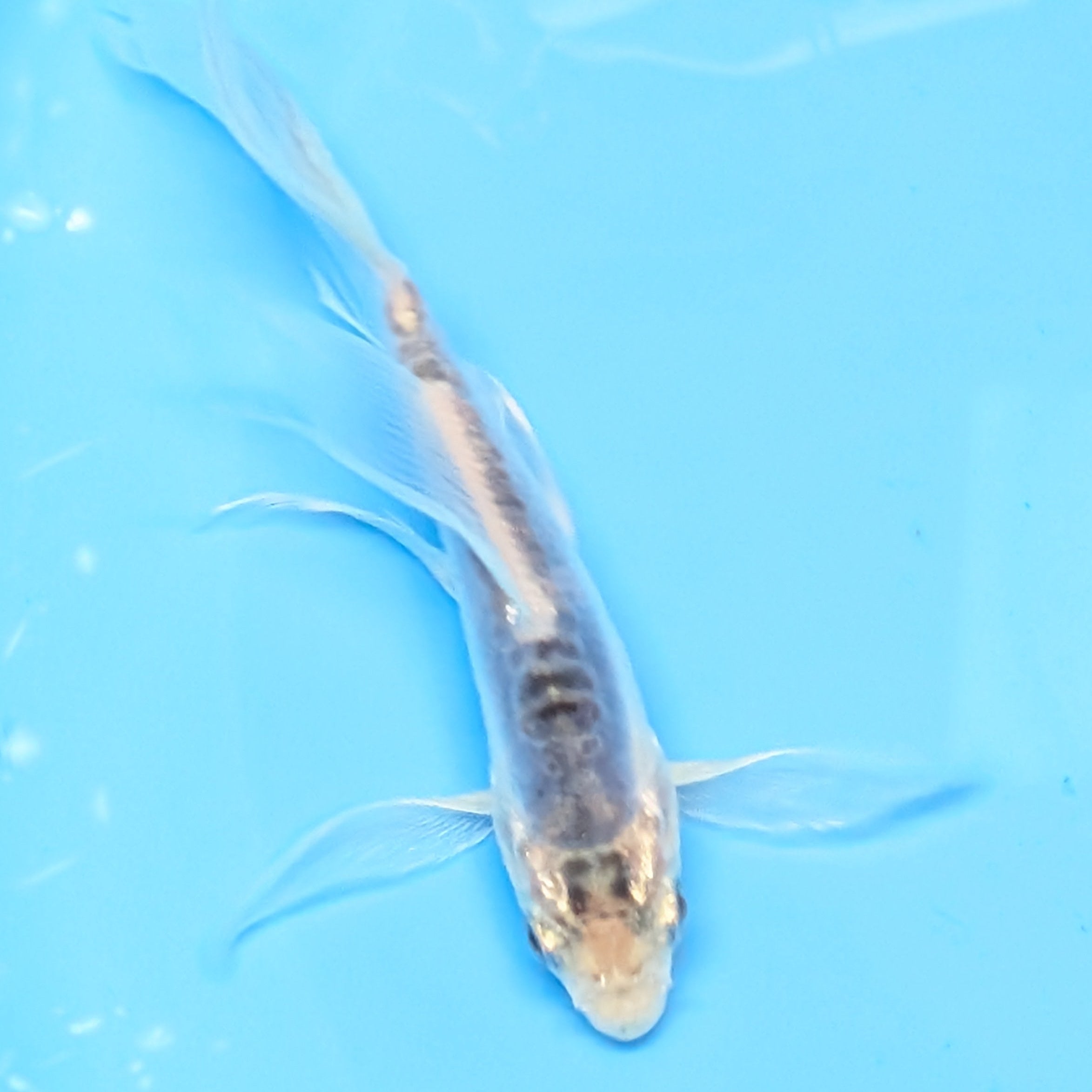 Blue Shusui Butterfly Koi  5"-6" in. ID#727BFK-005