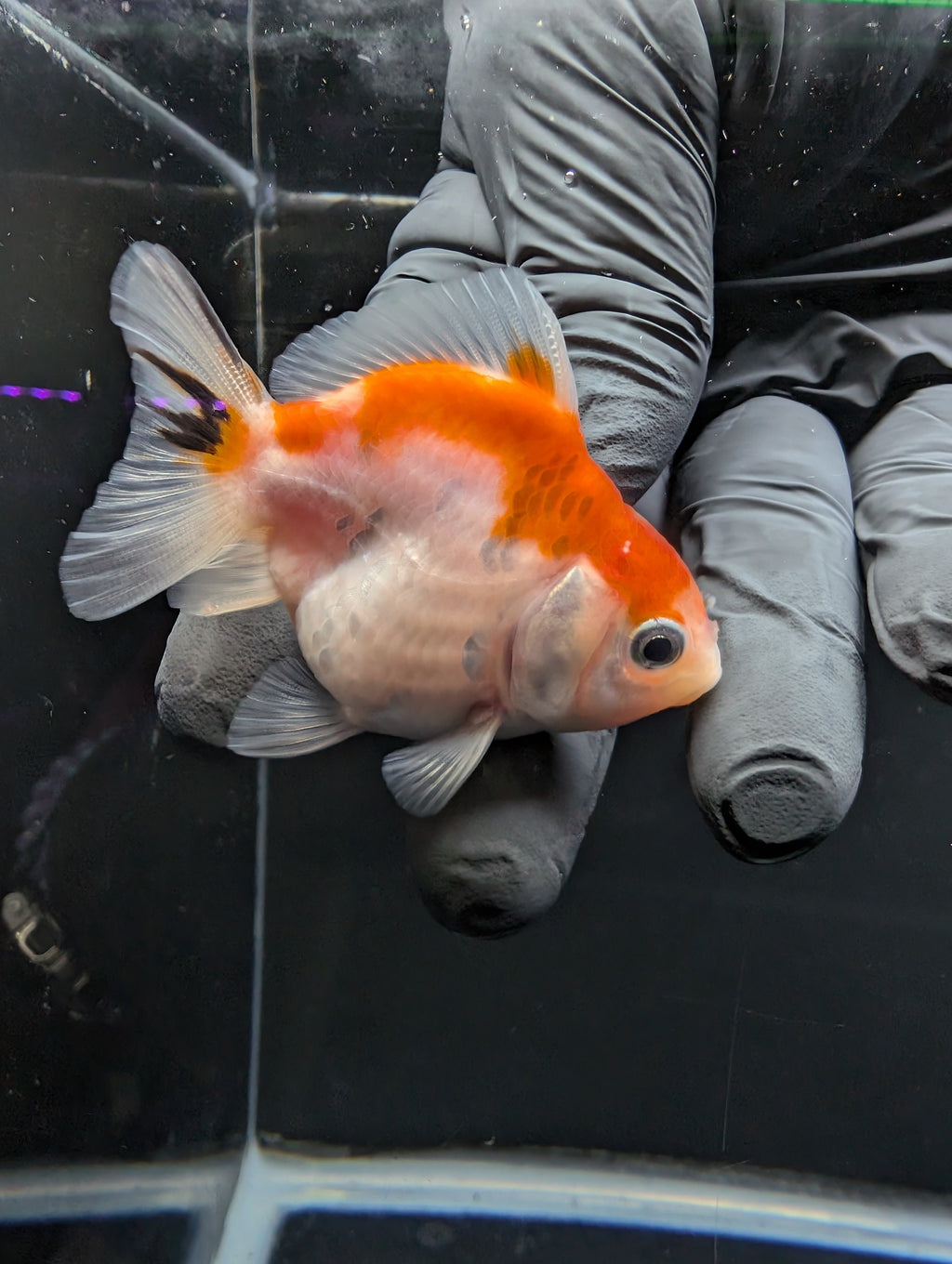 Baby Thai Shogun Oranda Tricolor 2"-2.5" in. ID#1016BSG11A-010
