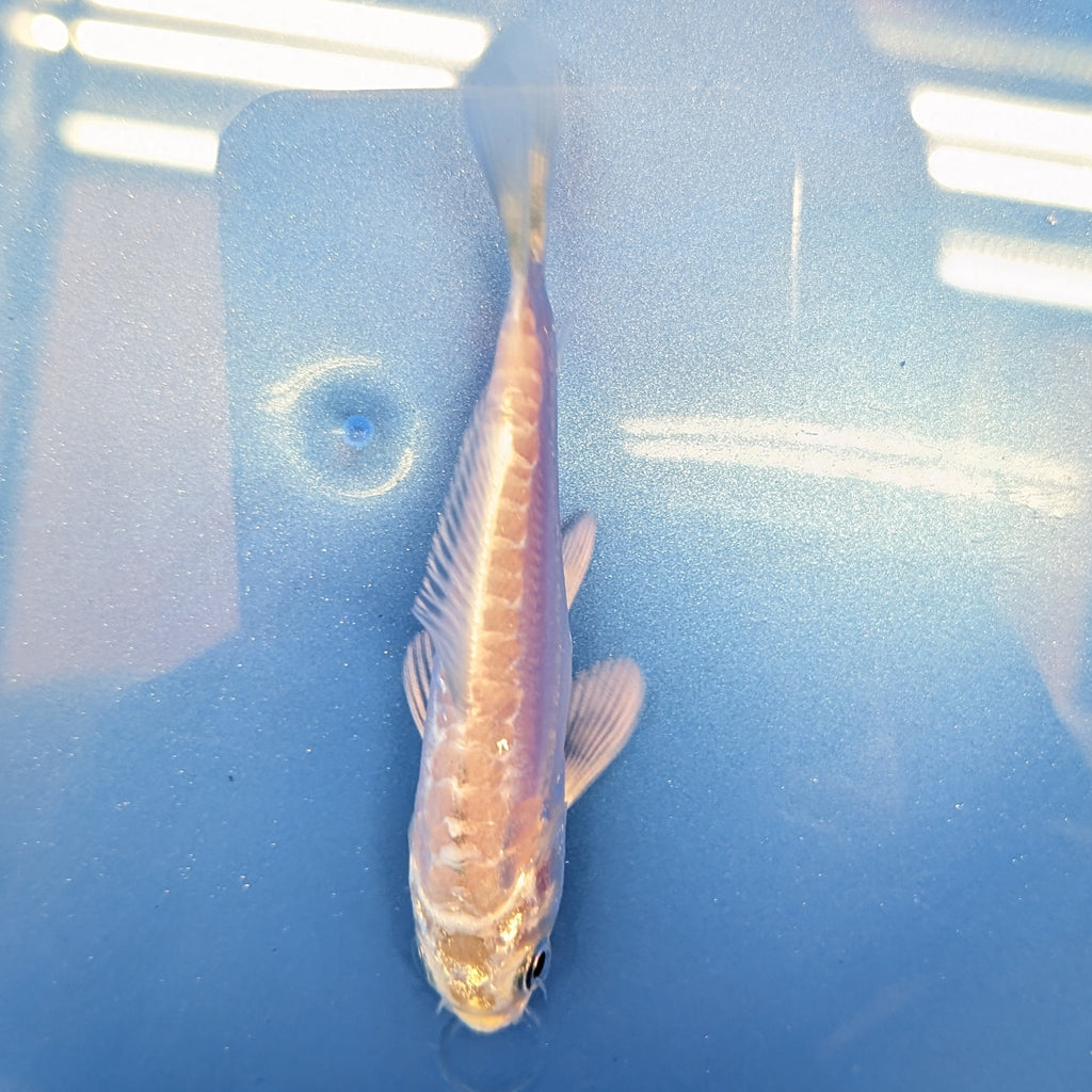 Doitsu Platinum Ogon Koi  4"in. ID#806BFK-018