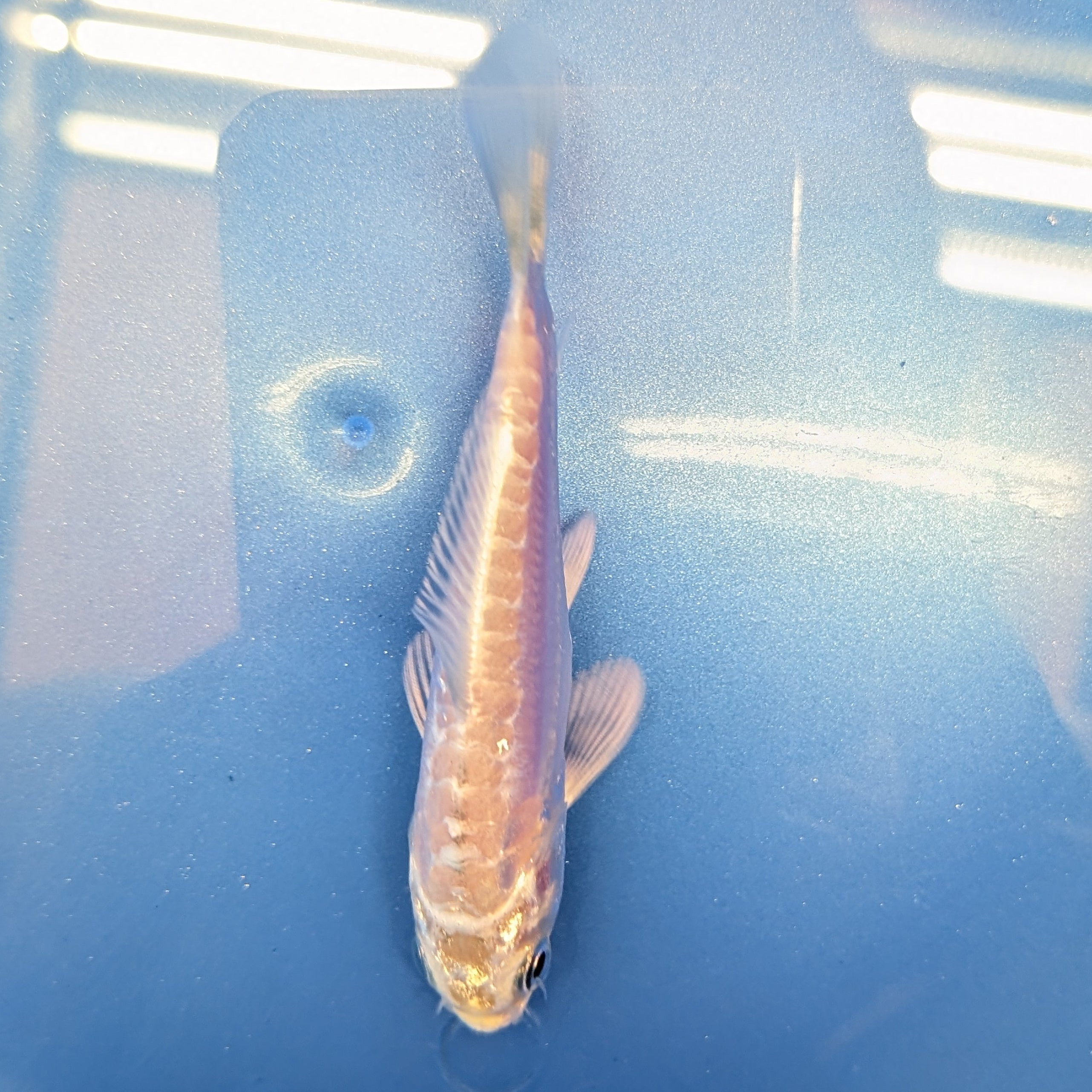 Doitsu Platinum Ogon Koi  4"in. ID#806BFK-018