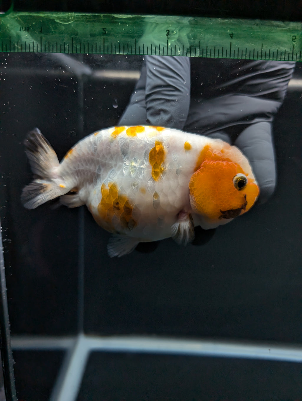 Jumbo Ranchu Sakura Calico 4.5"-5" in. ID#828R8A-052