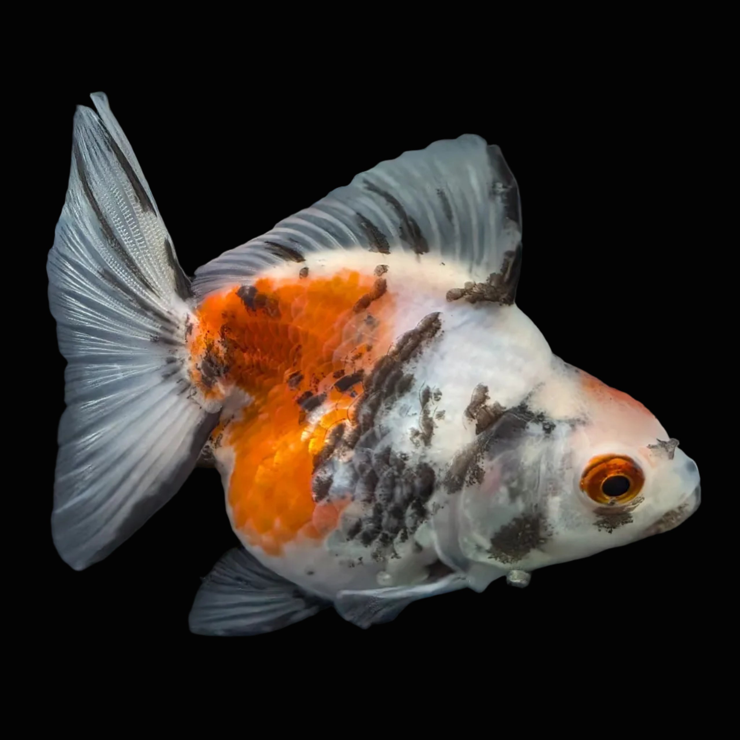 Jumbo Ryukin Short Tail Kirin Calico 4"-4.5" in. ID#4245B-002