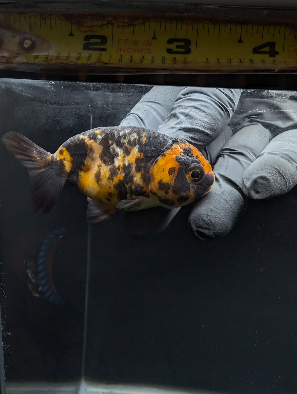 Ranchu Calico 3"-3.5" in. ID#605R4A-078