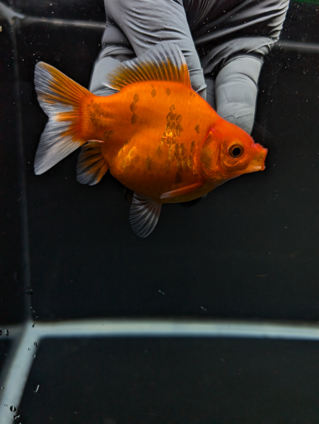 Tamasaba Sakura 3"-3.5" in. ID#1009TM1B-003