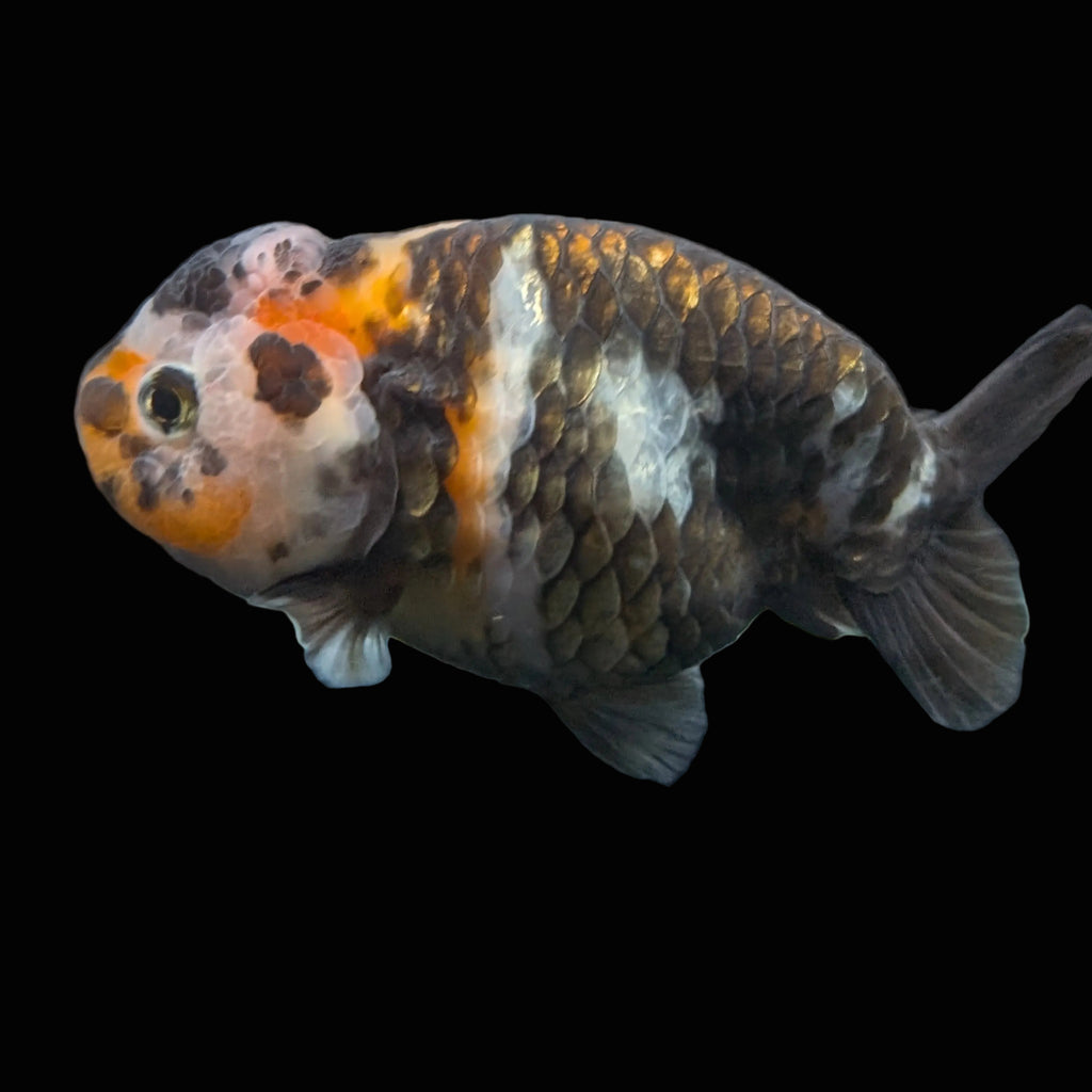 Jumbo Ranchu Heavy Ink Calico 4"-4.5" in. ID#918R8A-072