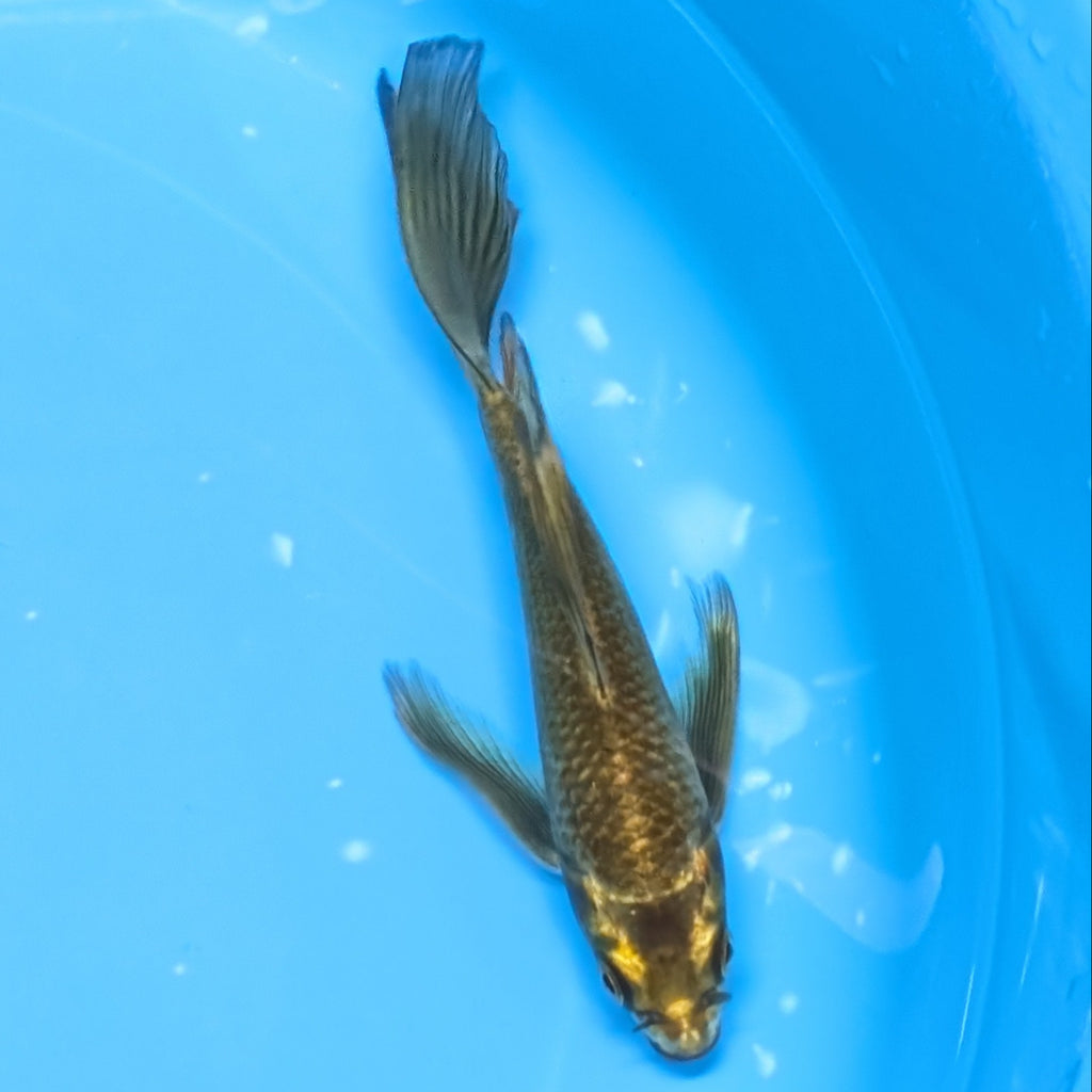 Matsuba Butterfly Koi  6"-7" in. ID#727BFK-010