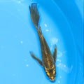 Matsuba Butterfly Koi  6"-7" in. ID#727BFK-010