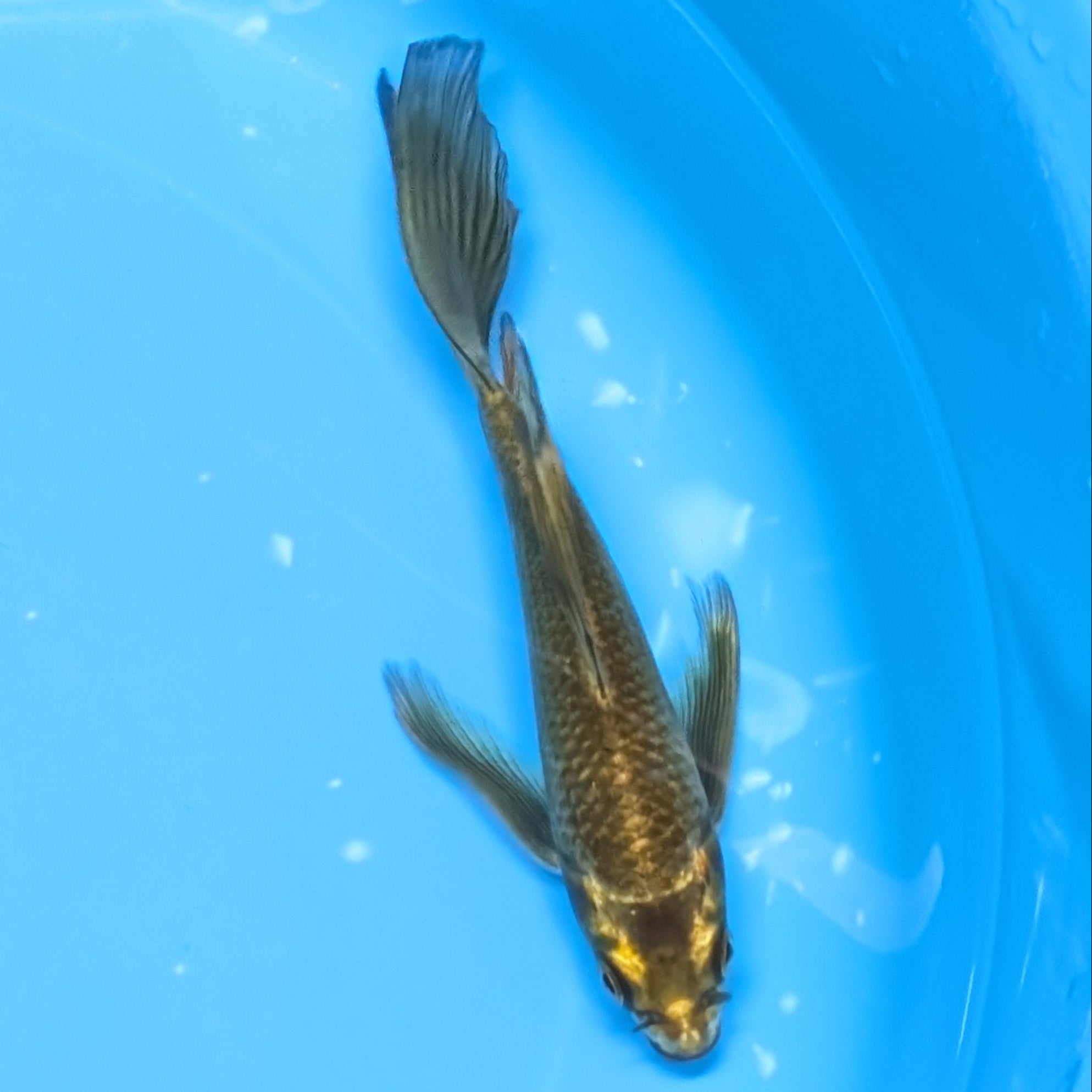 Matsuba Butterfly Koi  6"-7" in. ID#727BFK-010