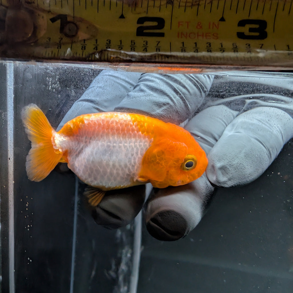 Baby Ranchu Red White 2.5"-3" in. ID#515R4A-003