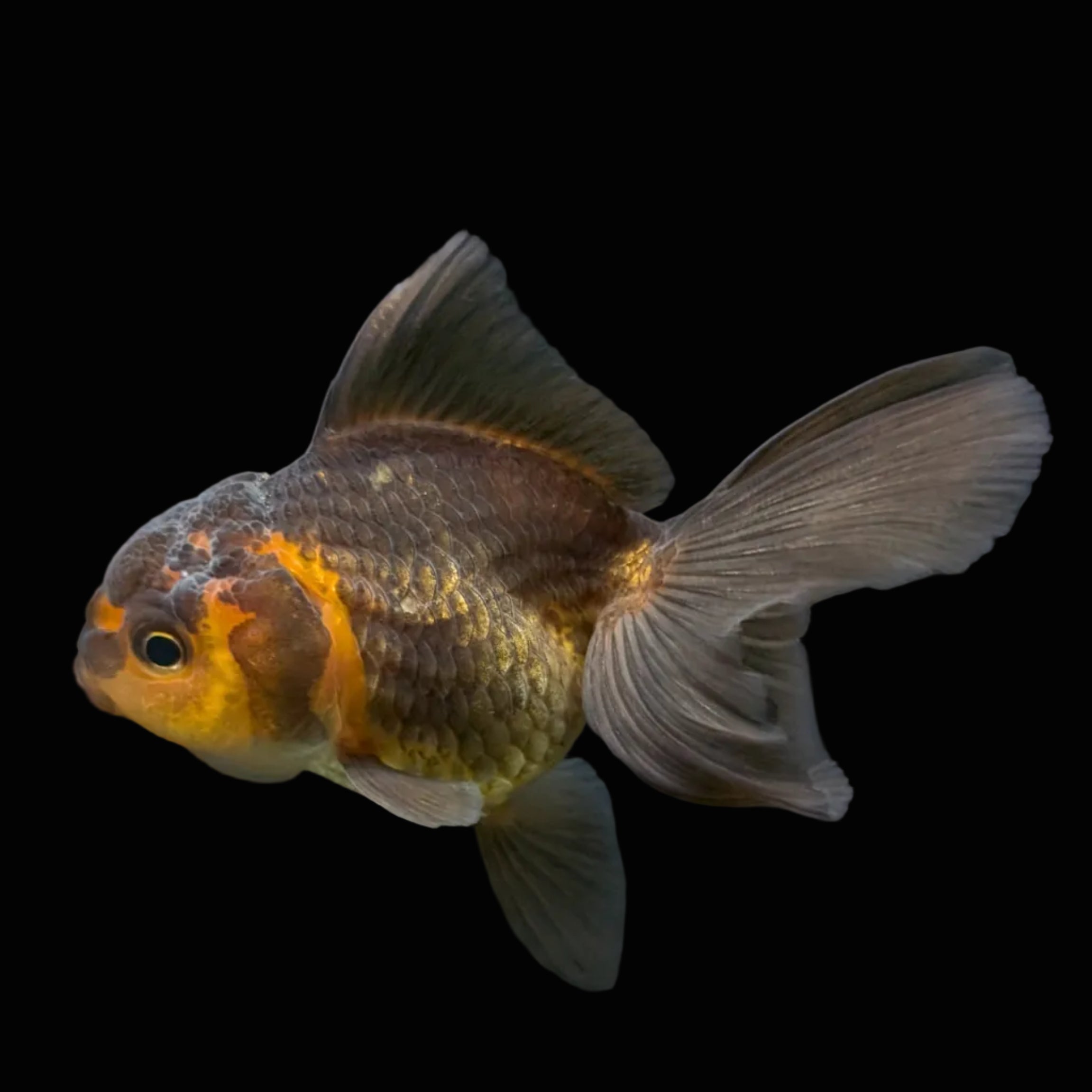 Juvenile Oranda Tricolor 3.5"-4" in.  ID#417T7A-011