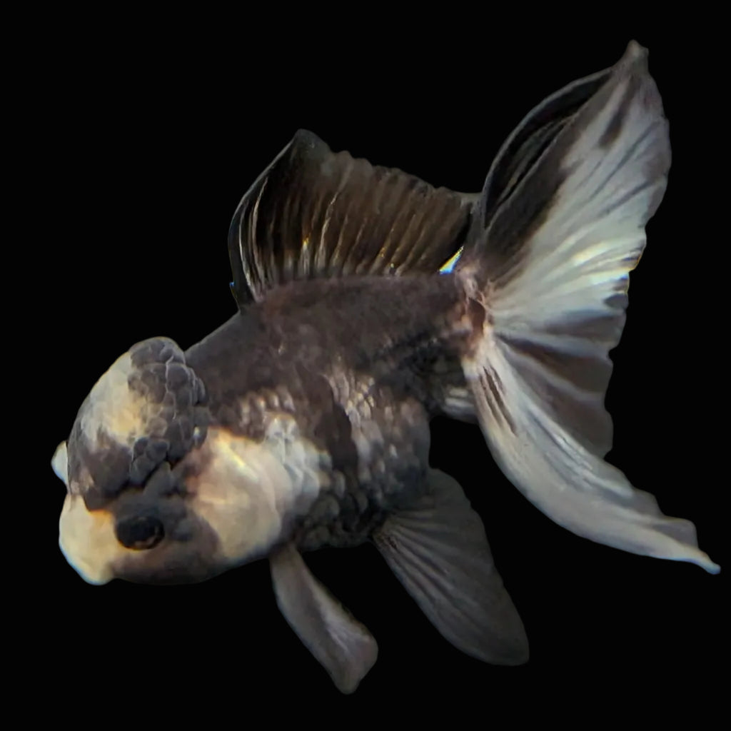 Juvenile Thai Oranda Panda 3"in.  ID#821T1A-023