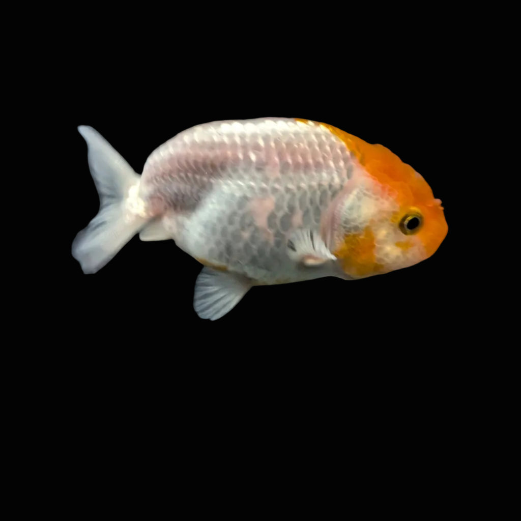 Ranchu Red White 3"-3.5" in. ID#417R13A-007