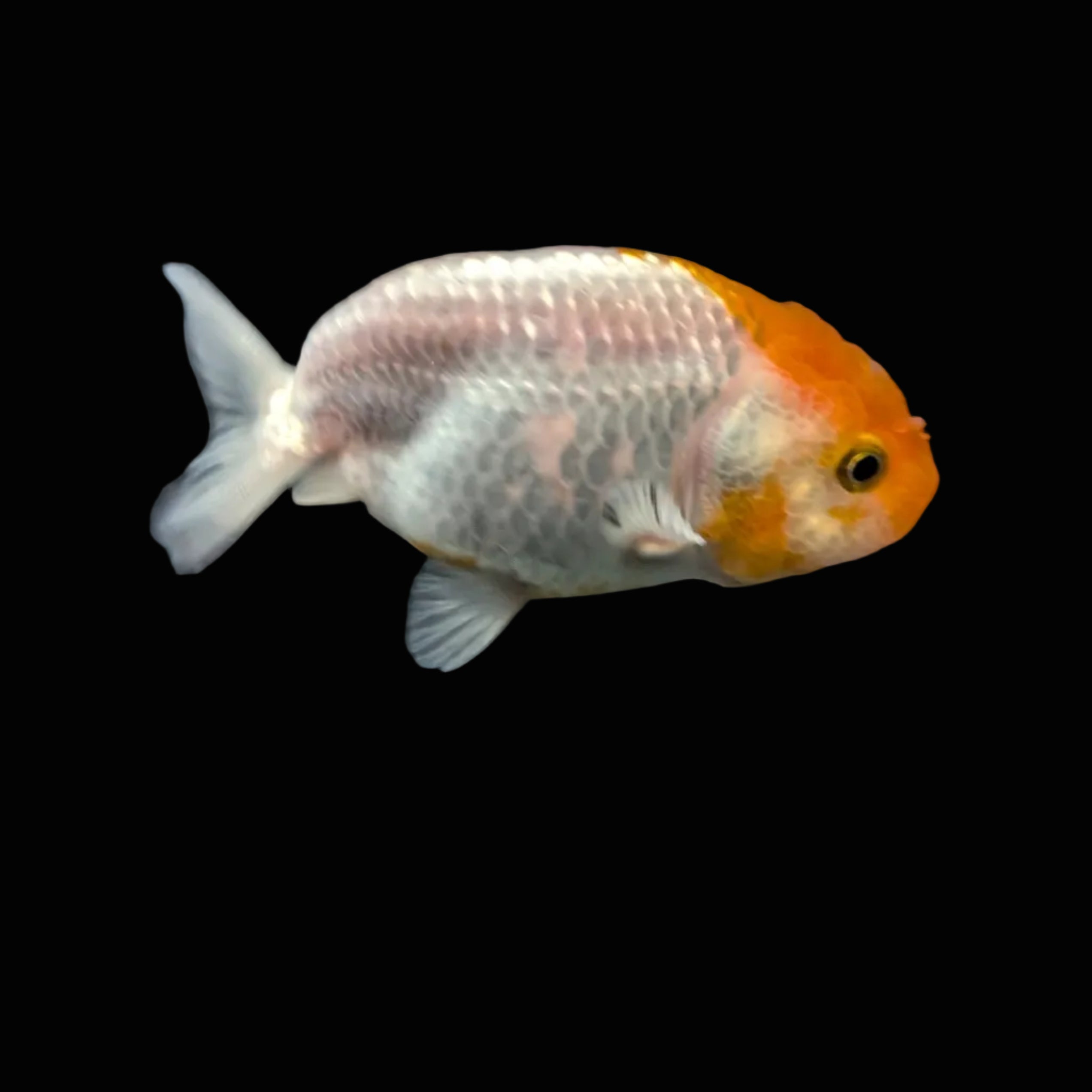Ranchu Red White 3"-3.5" in. ID#417R13A-007