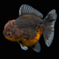 Thai Oranda Shogun Calico 3.5"-4" in. ID#626SG7A-002