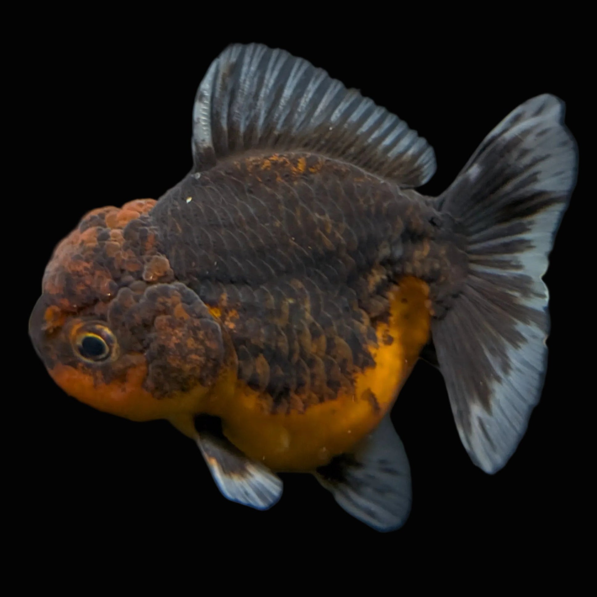 Thai Oranda Shogun Calico 3.5"-4" in. ID#626SG7A-002