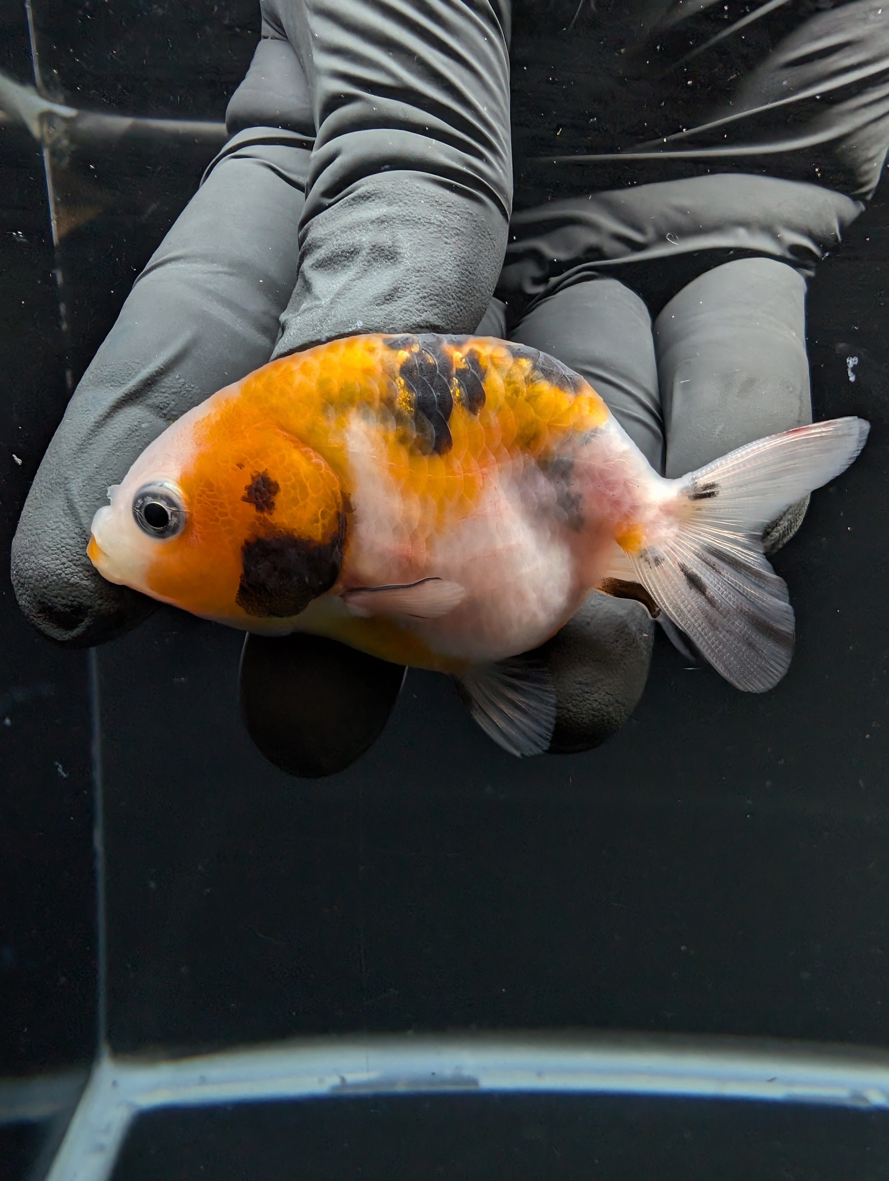 Ranchu Calico 2.5"-3" in. ID#717R4A-002