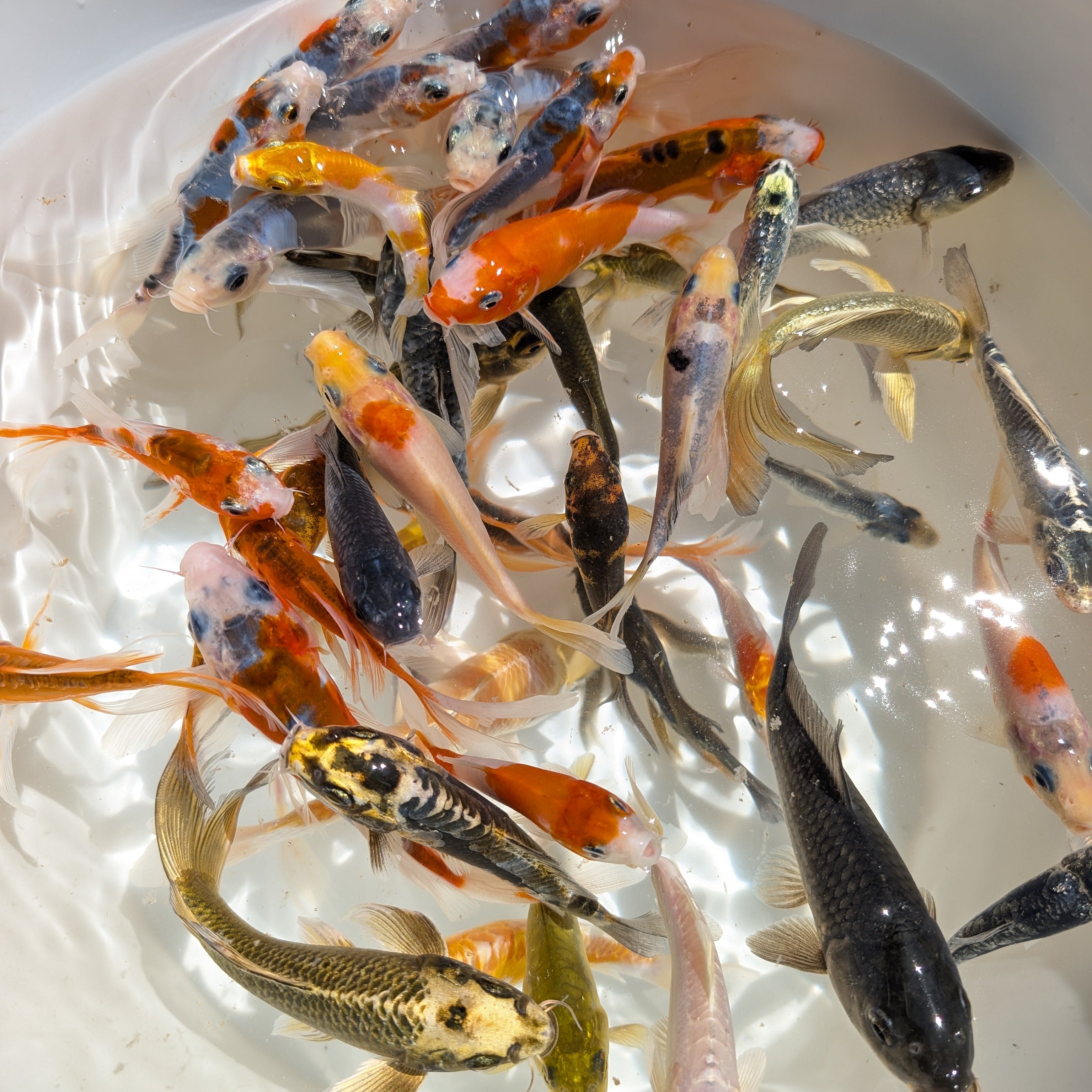 2Pack - Butterfly Koi Mix Color  5"-6" in.  *Assorted