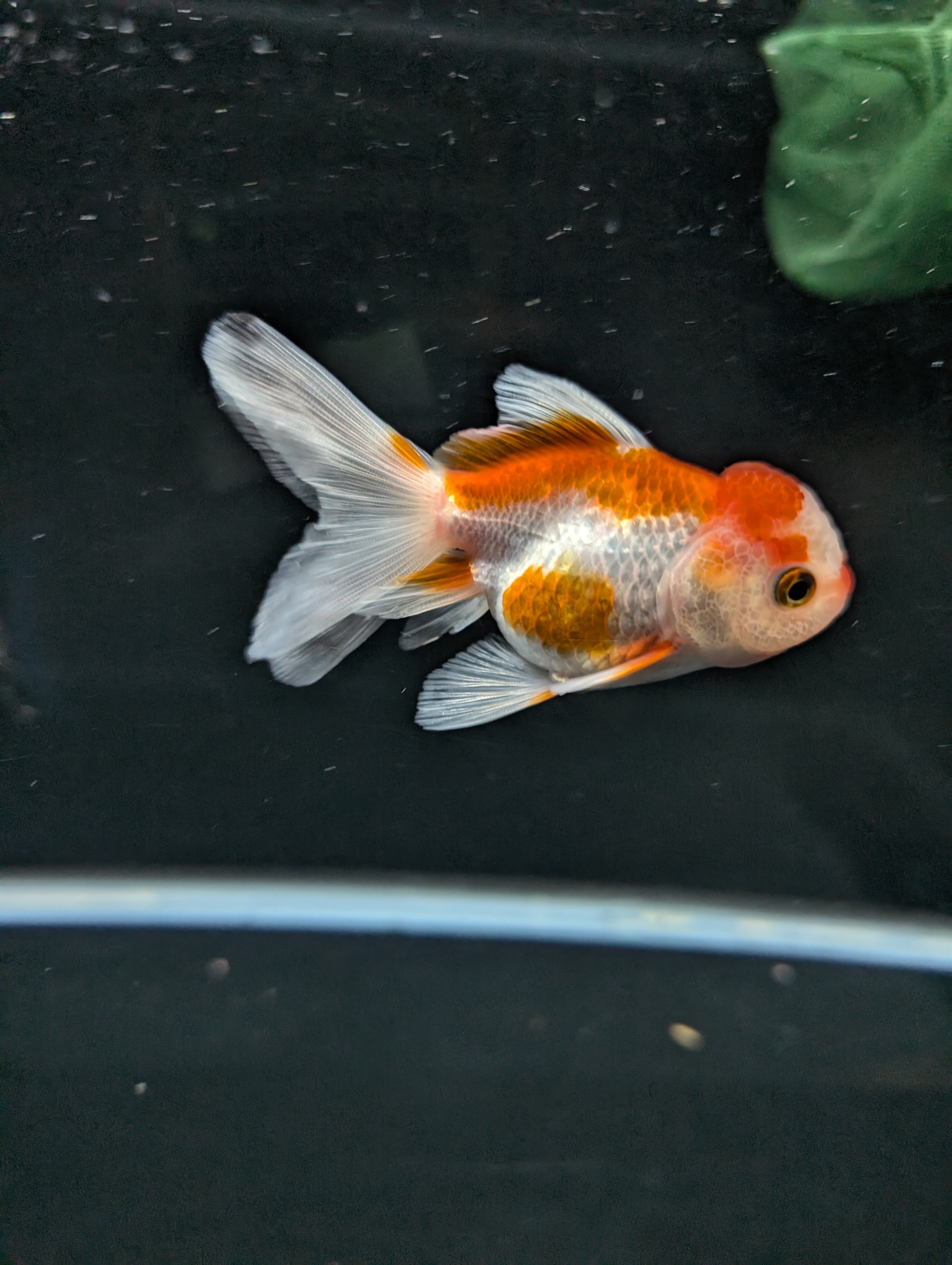 Juvenile Oranda  Red White 3"-3.5"in.  ID#619T1A-010