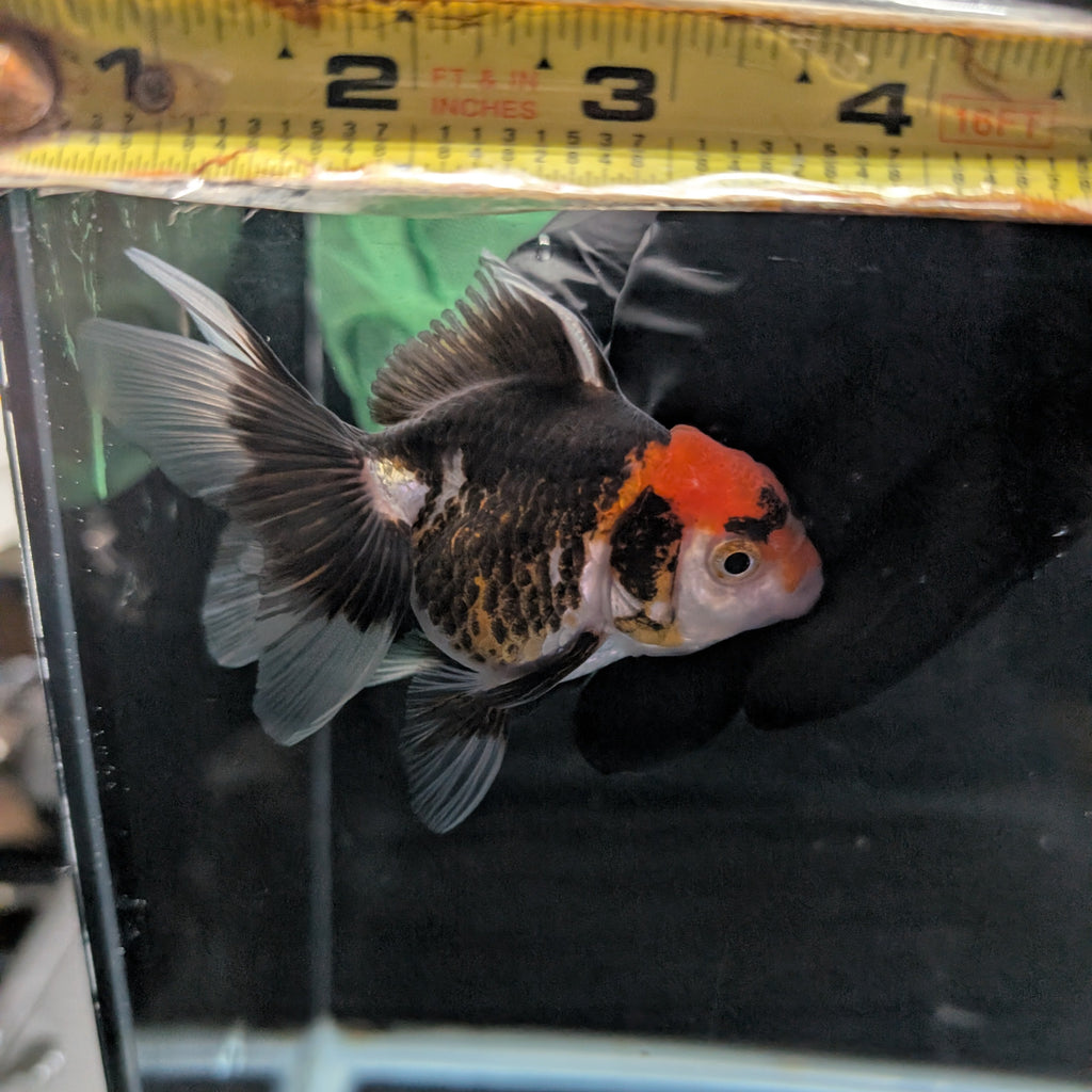 Juvenile Oranda Tricolor 3.5"-4" in.  ID#327T13b-033