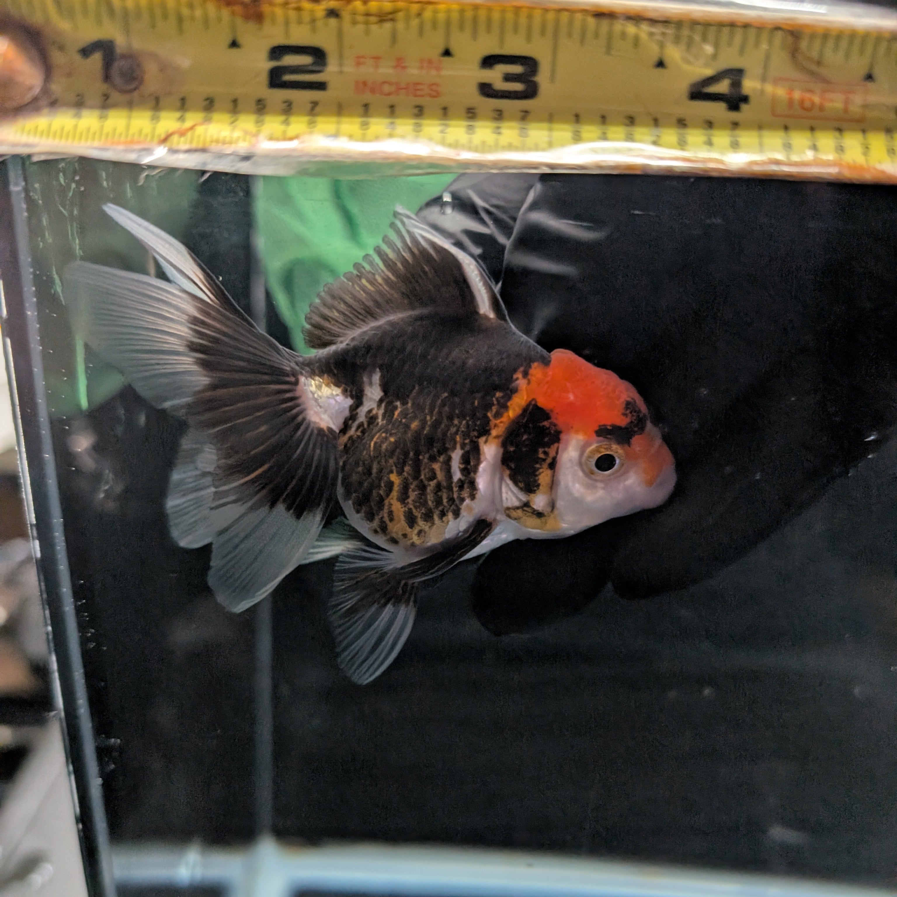 Juvenile Oranda Tricolor 3.5"-4" in.  ID#327T13b-033