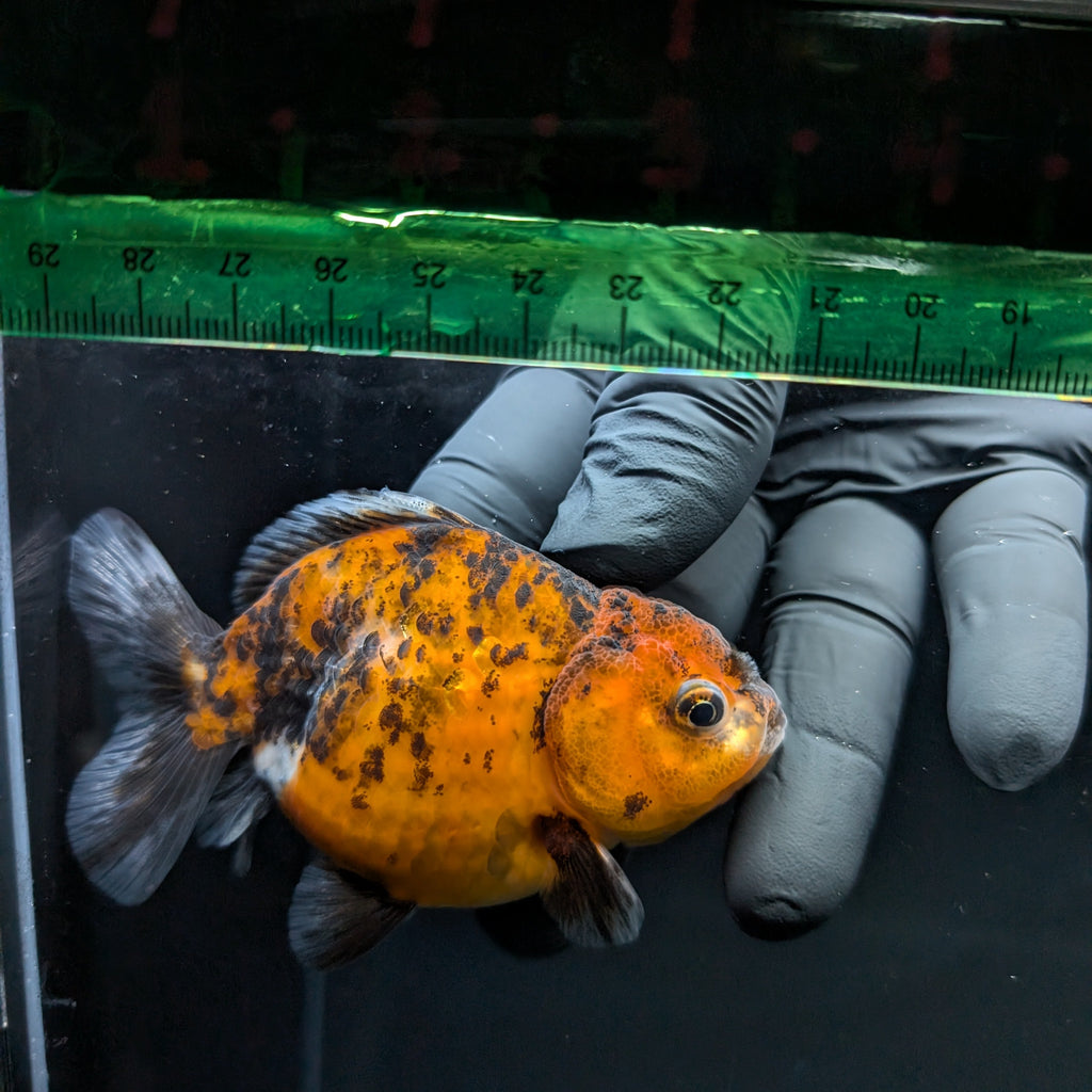Thai Oranda Shogun Calico 4" in. ID#703SG7A-009