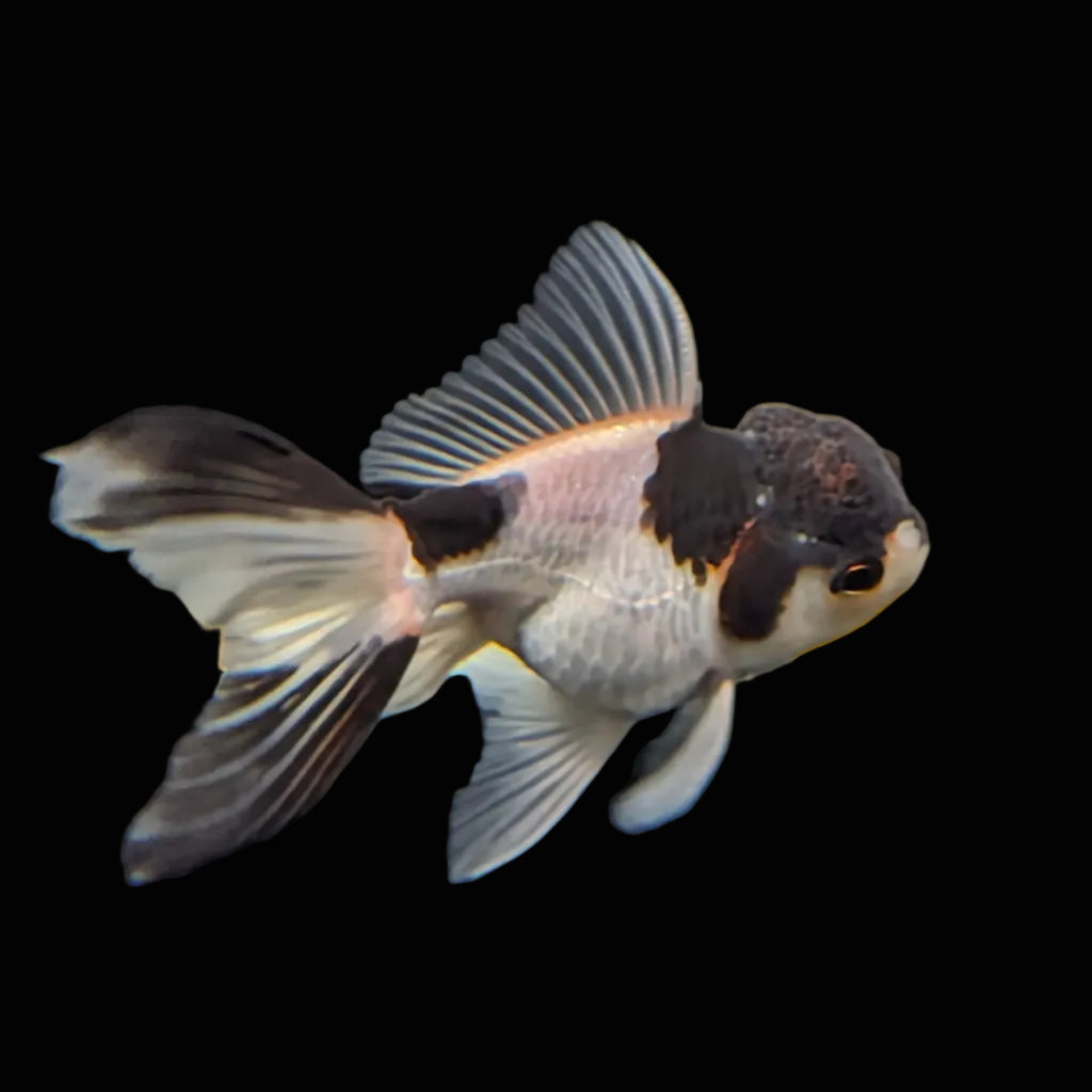 Juvenile Thai Oranda Panda 3"in.  ID#821T1A-022