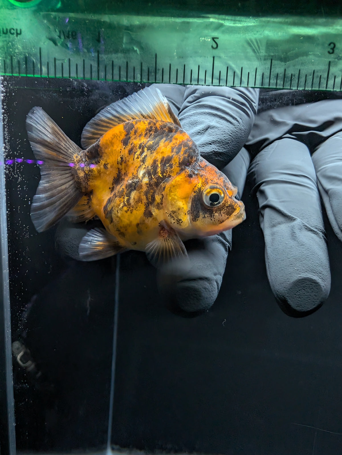 Baby Thai Shogun Oranda Tiger Calico 2"-2.5" in. ID#1016BSG11A-005