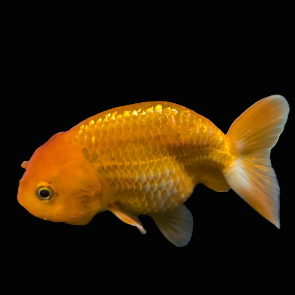 Ranchu Red White 3.5"-4"in. ID#821R4A-051