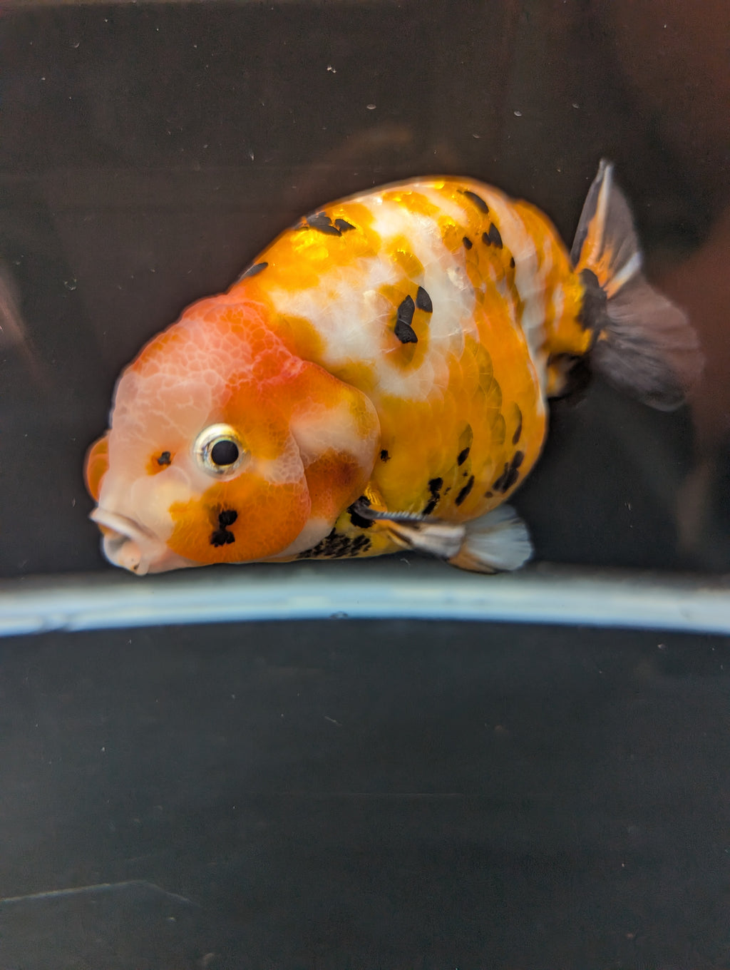 Jumbo Ranchu Calico 4.5"-5" in. ID#821R8A-032